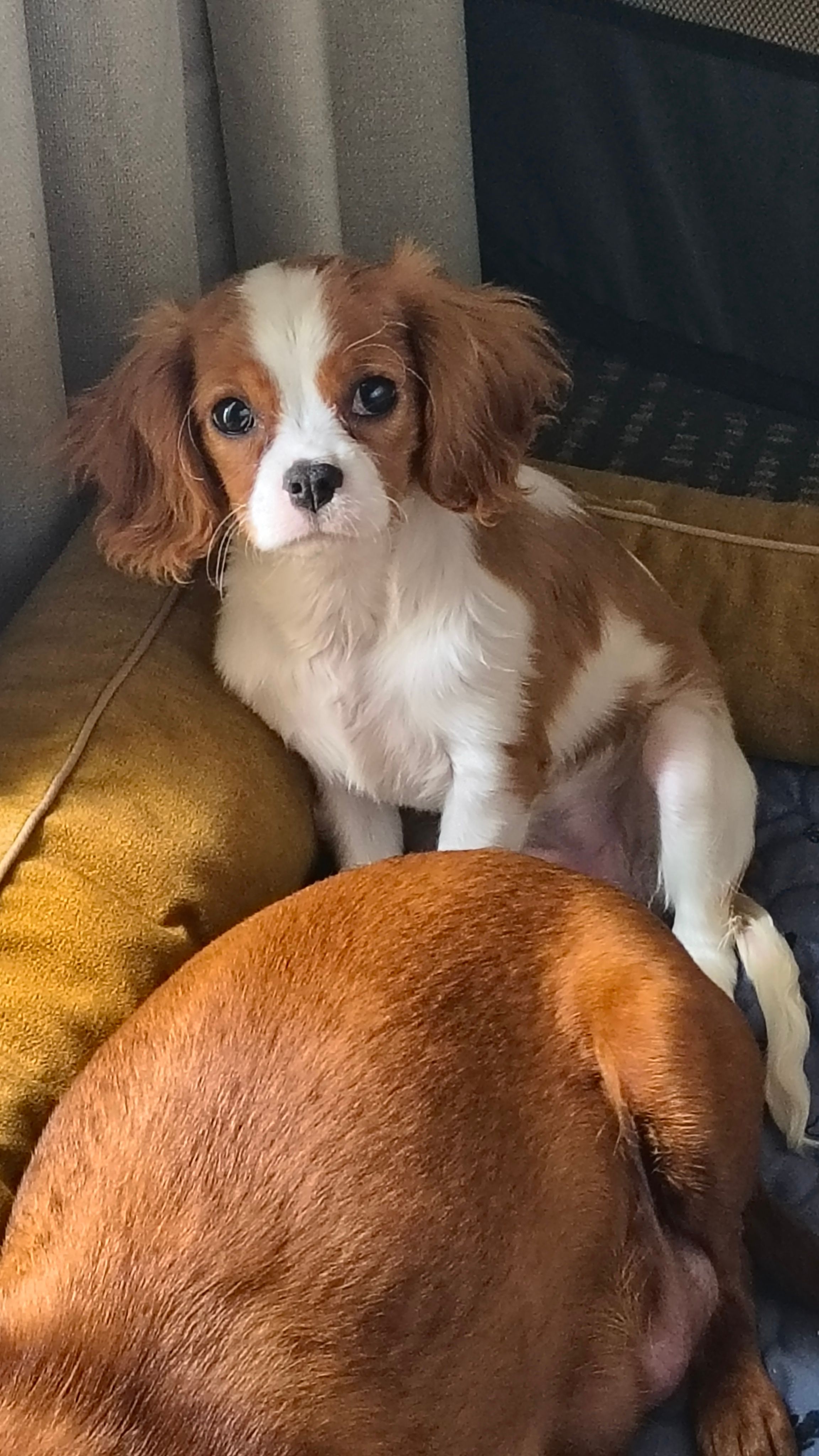 Willow  – Cavalier King Charles Spaniel puppy for sale in Woodbury Heights, NJ