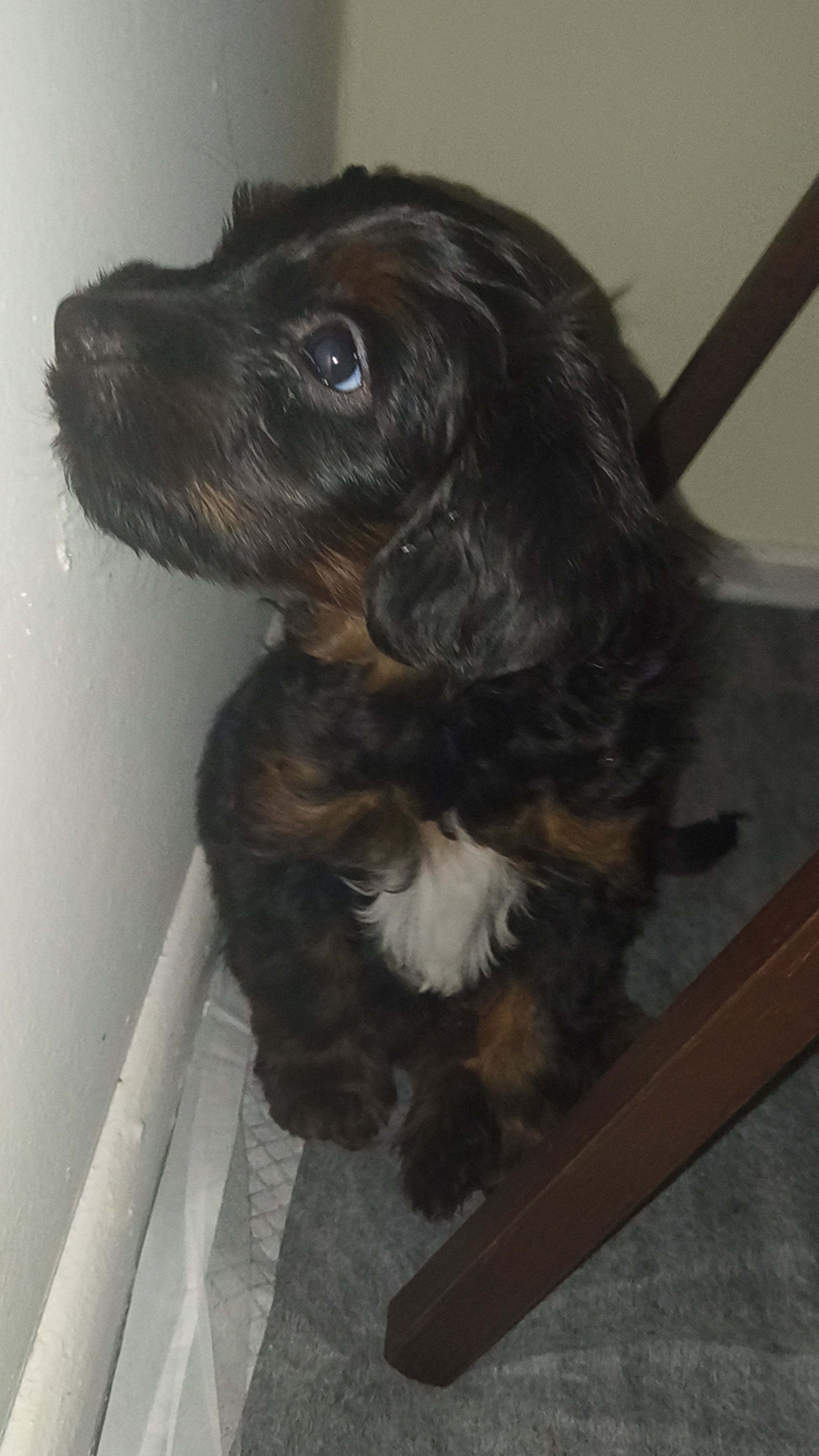 Duke – Rat Terrier, Poodle - Miniature  puppy for sale in Woodbury Heights, NJ