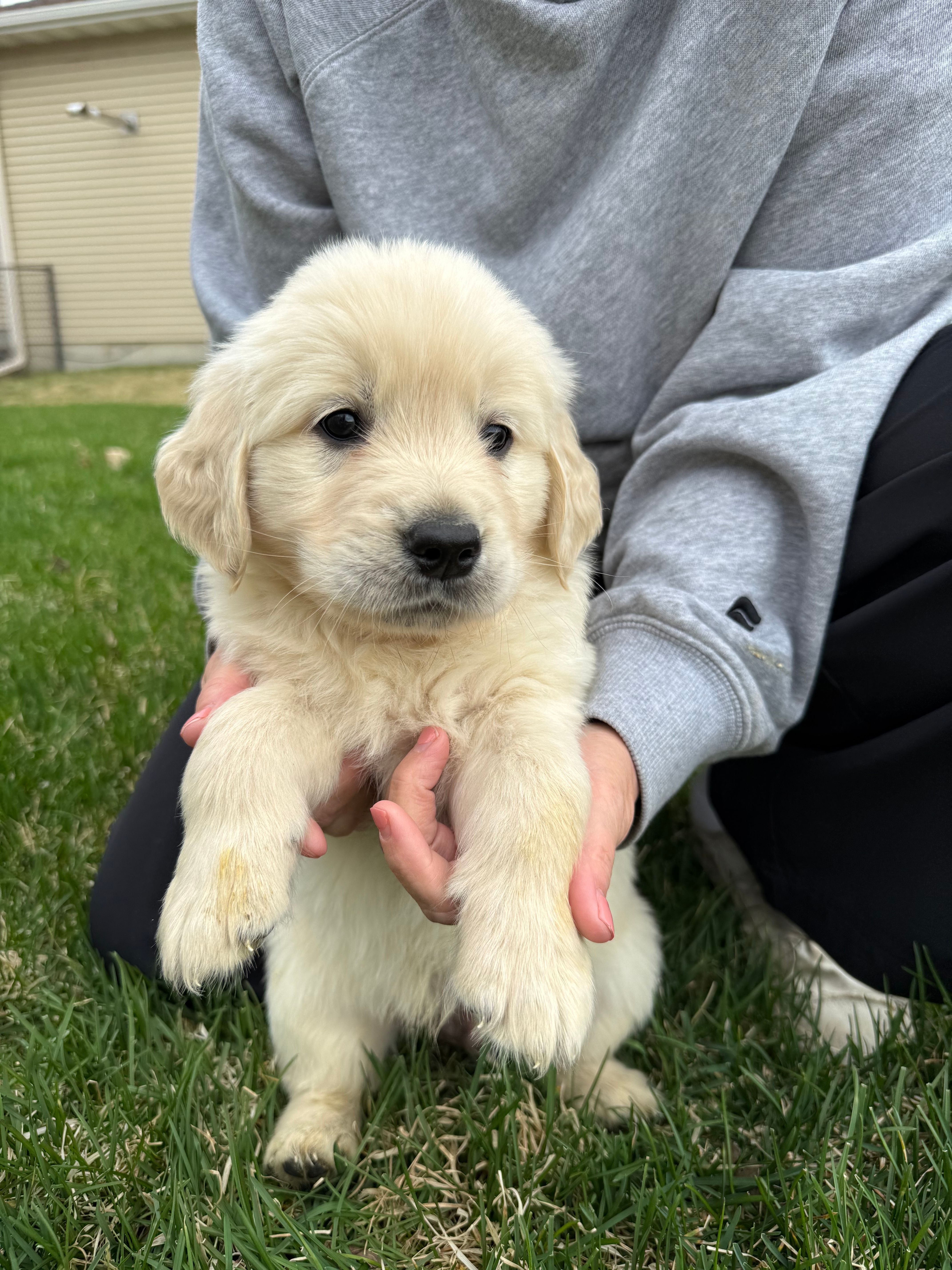 White boy – Golden Retriever, English Cream Golden Retriever puppy for sale in Lakeville, MN
