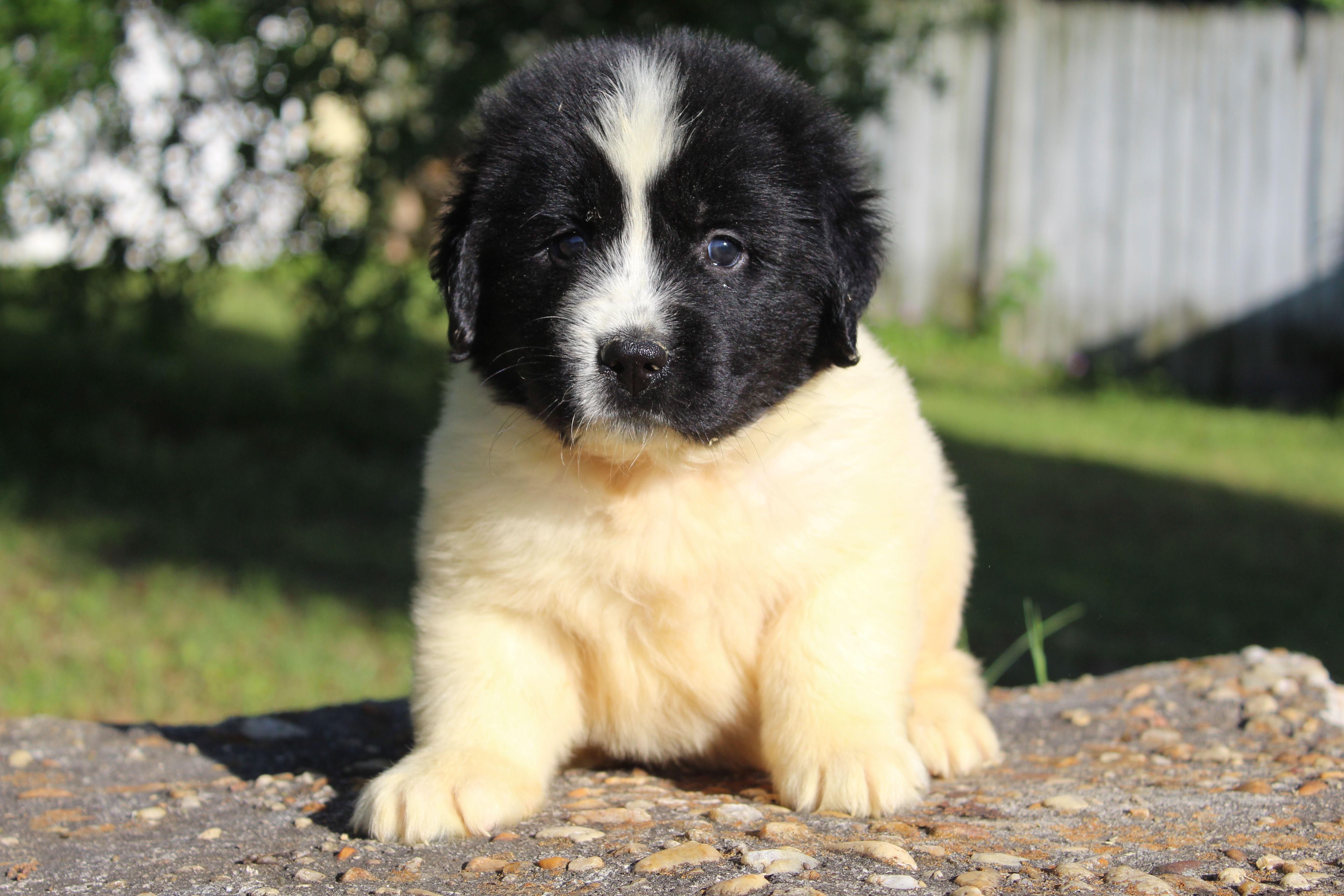 Mavin – Newfoundland puppy for sale in Brundidge, AL