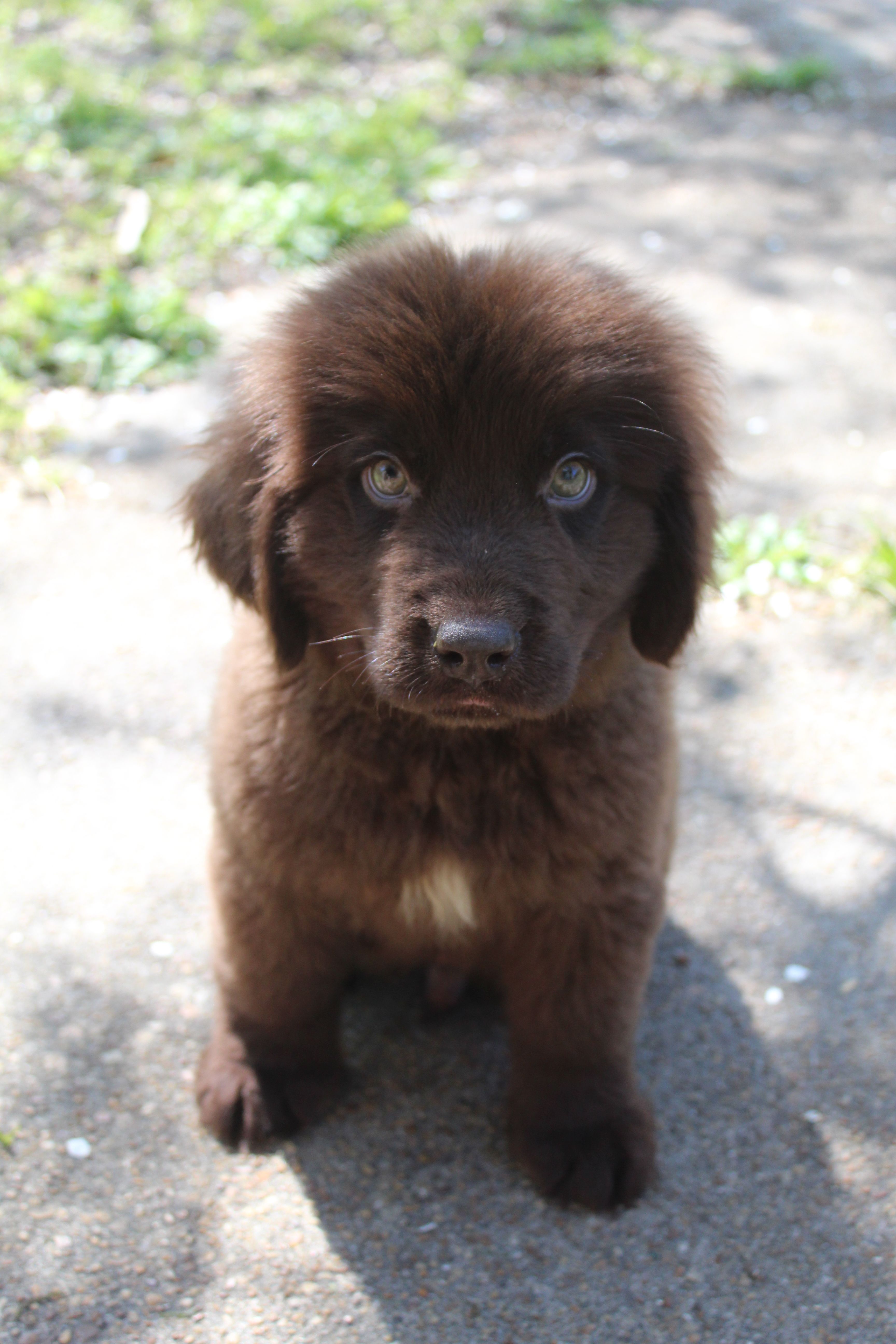 Scout – Newfoundland puppy for sale in Brundidge, AL