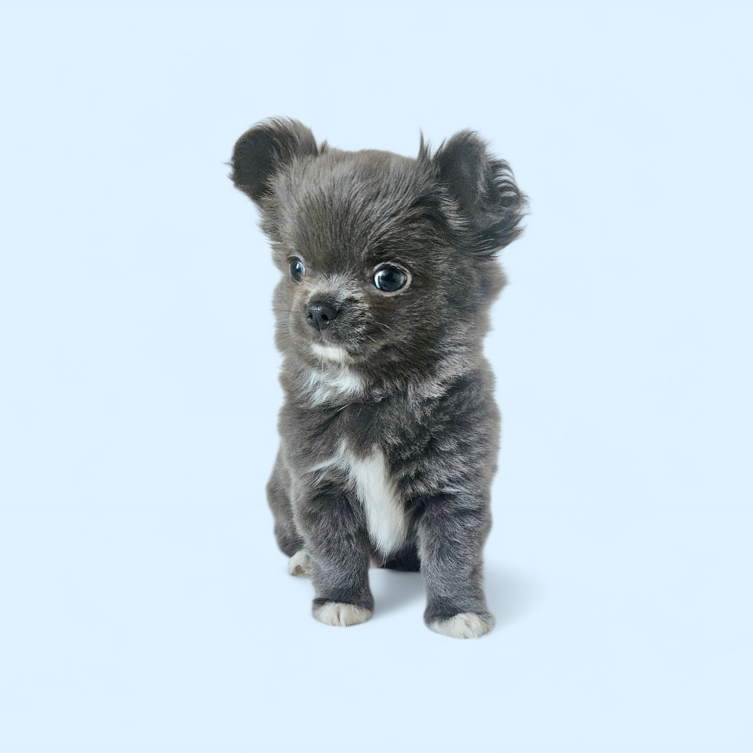 AKC Fluffy Blue boy  – Chihuahua puppy for sale in Brooklyn, NY