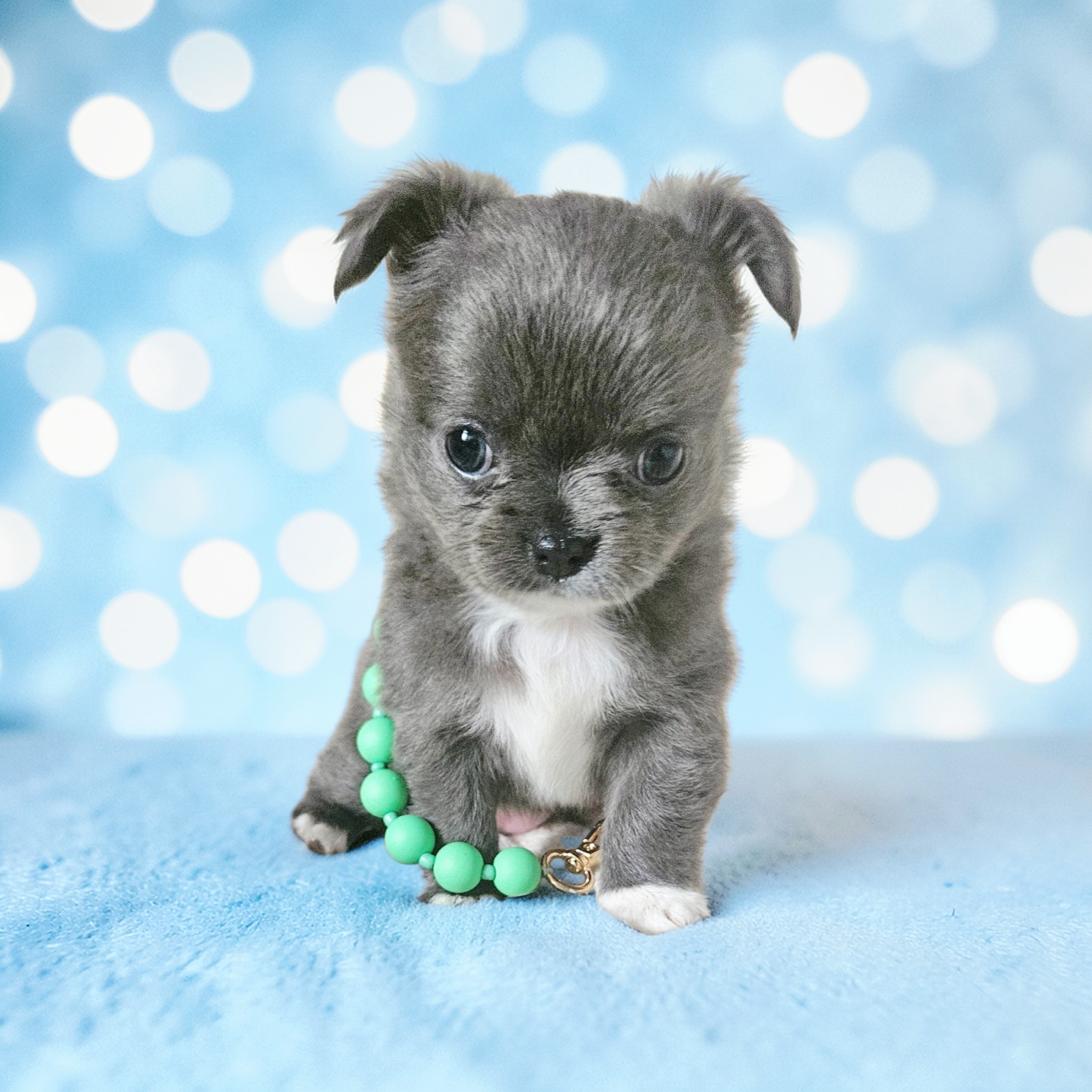 Fluffy Blue Girl  – Chihuahua puppy for sale in Brooklyn, NY