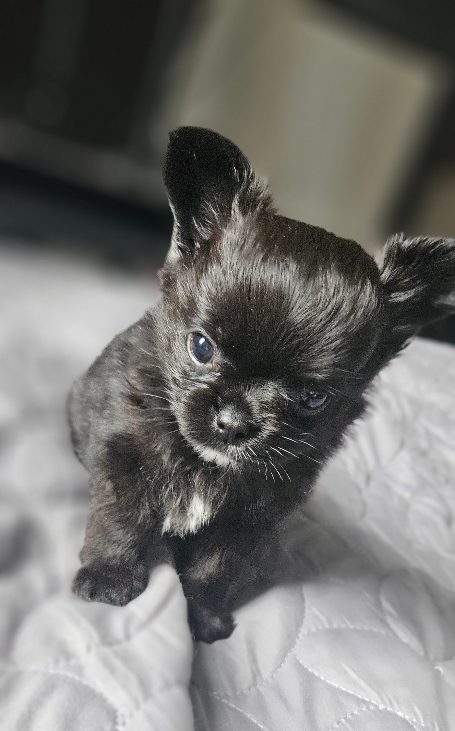 AKC Fluffy boy – Chihuahua puppy for sale in Brooklyn, NY