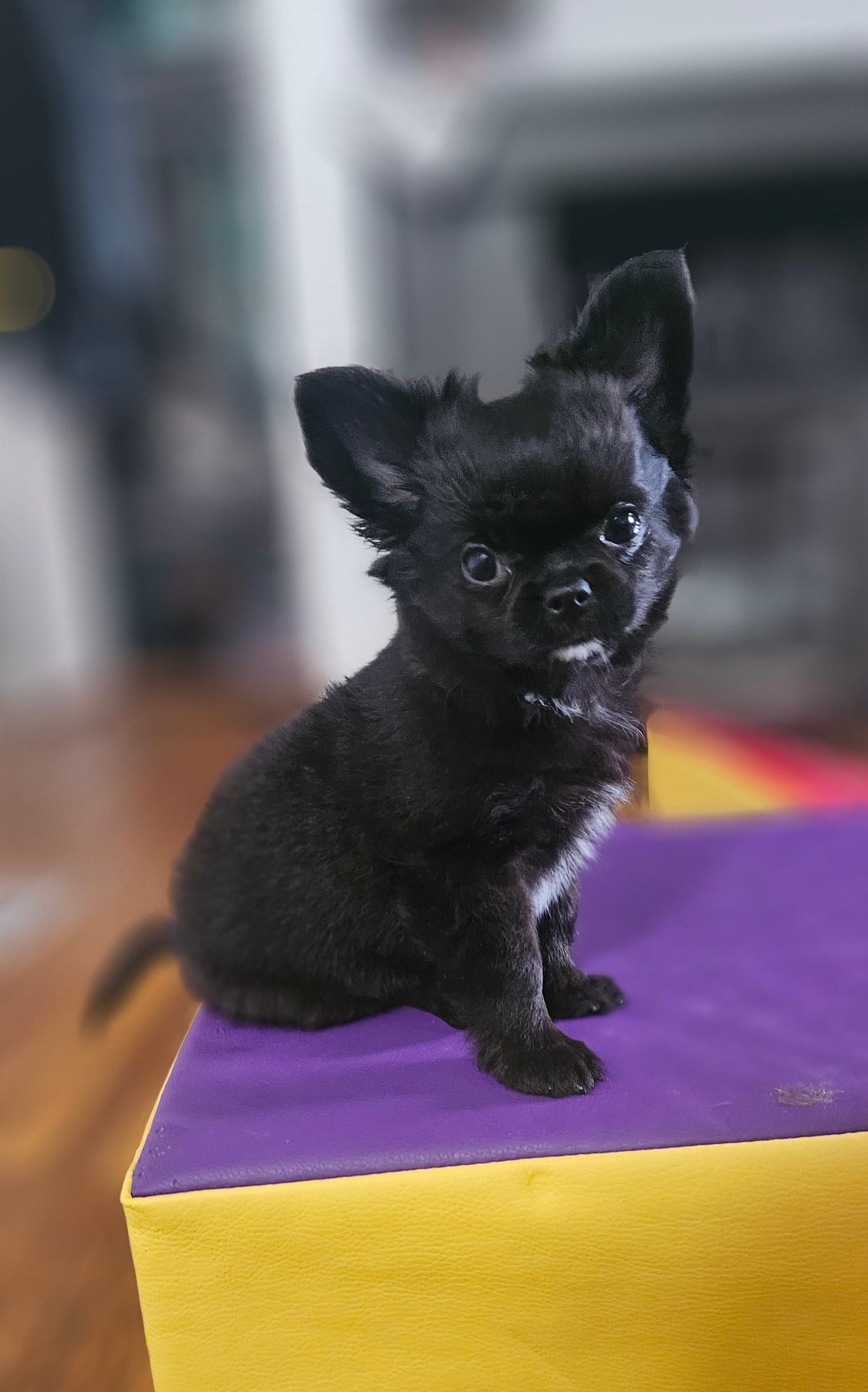 AKC Fluffy boy – Chihuahua puppy for sale in Brooklyn, NY