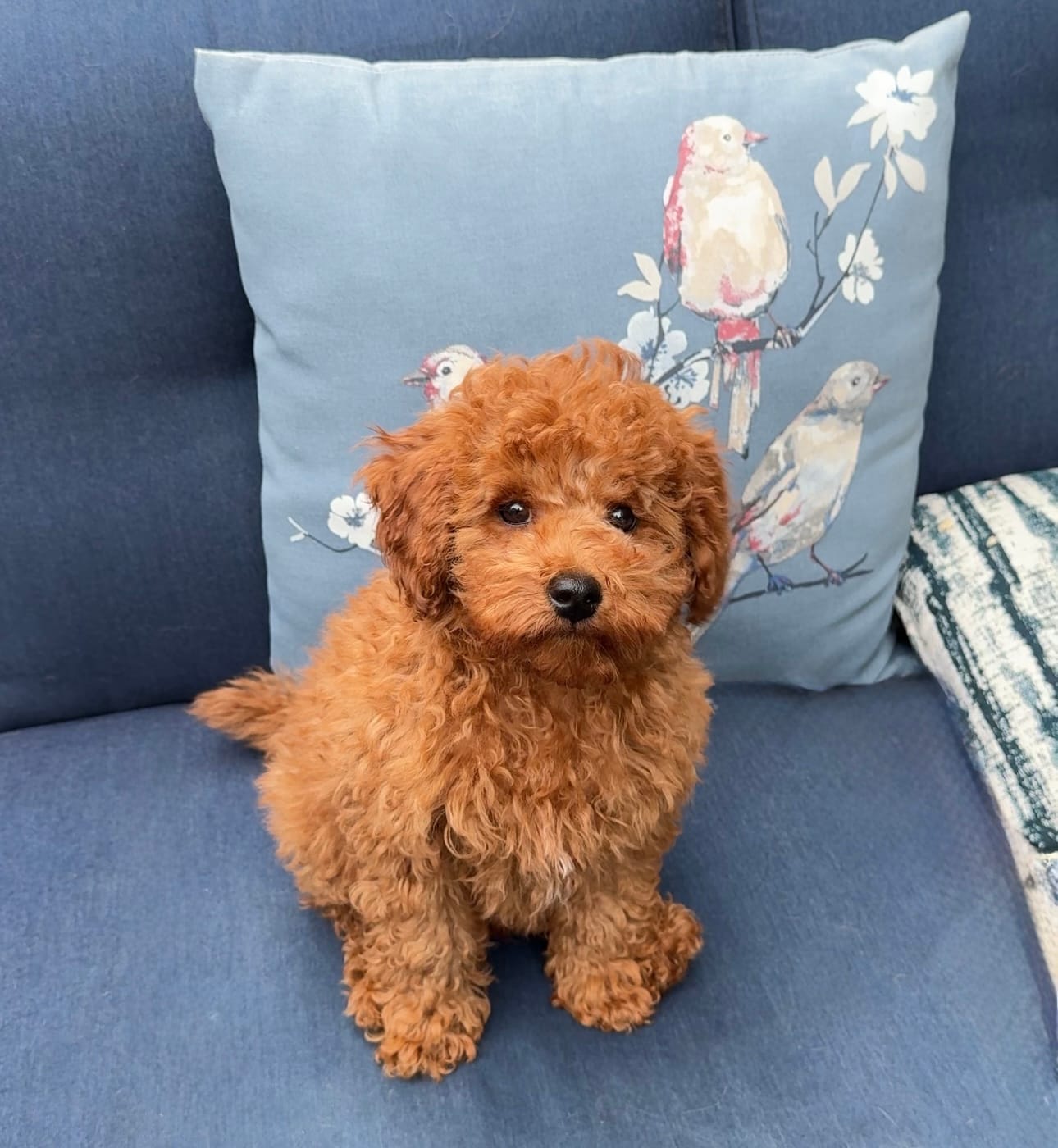 Lover Boy – Poodle - Miniature  puppy for sale in Olympia, WA