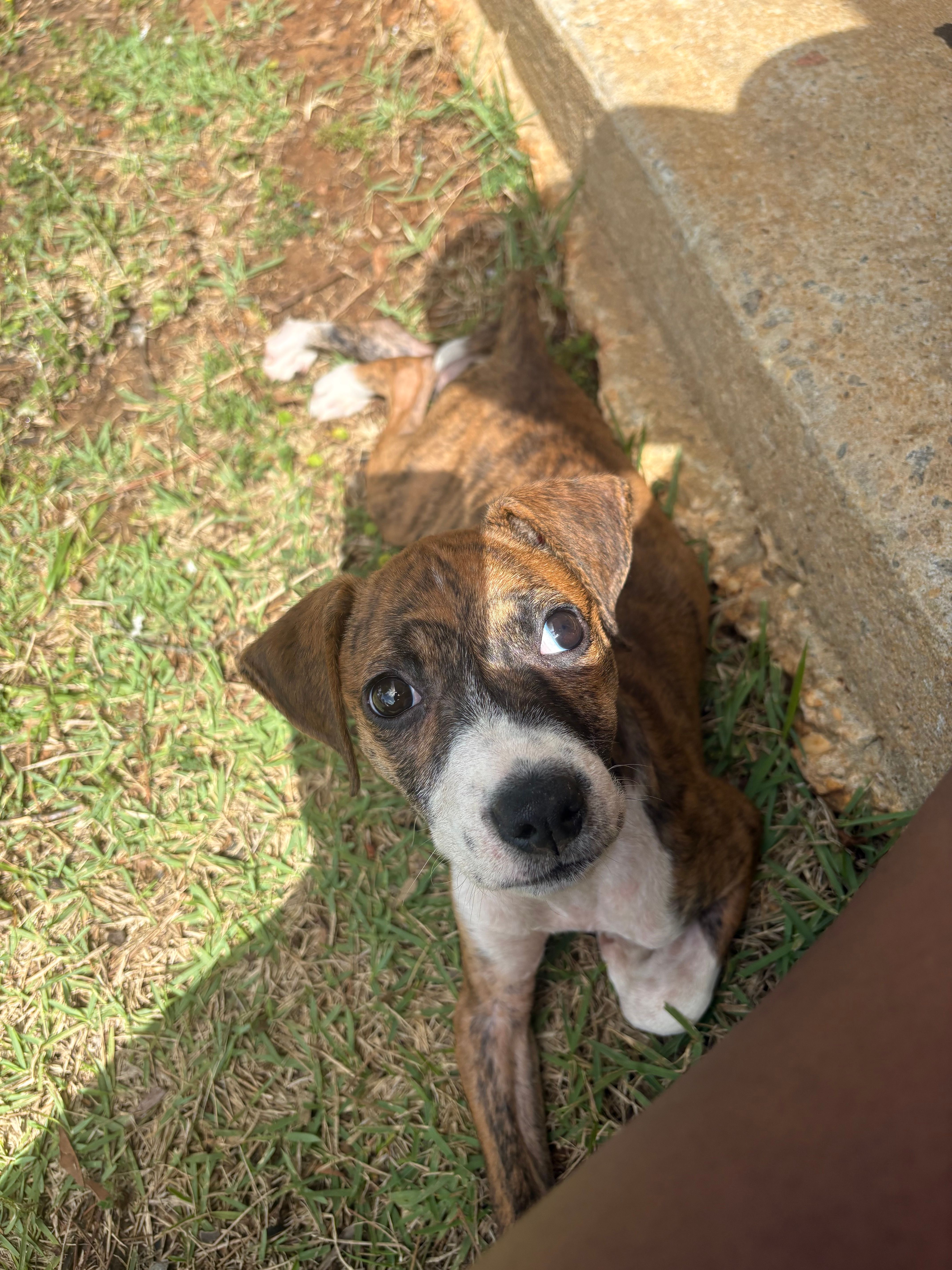 Milan – American Pit Bull Terrier, Beagle puppy for sale in Charleston Afb, SC