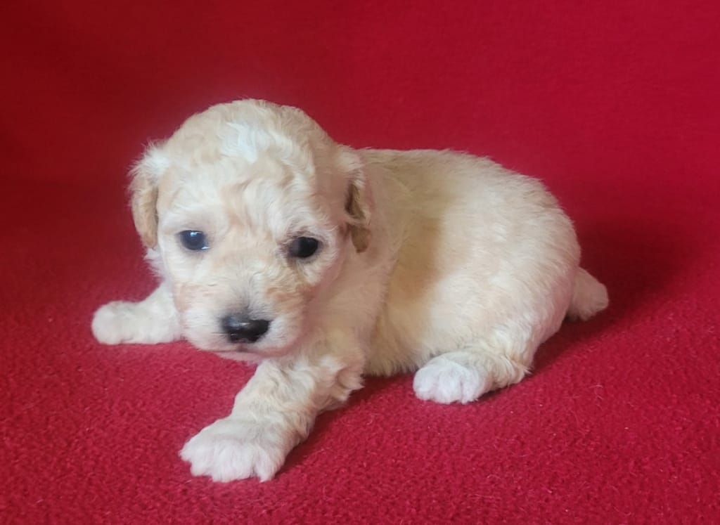 Snuggles – Bichpoo, Poochon puppy for sale in Cassville, MO