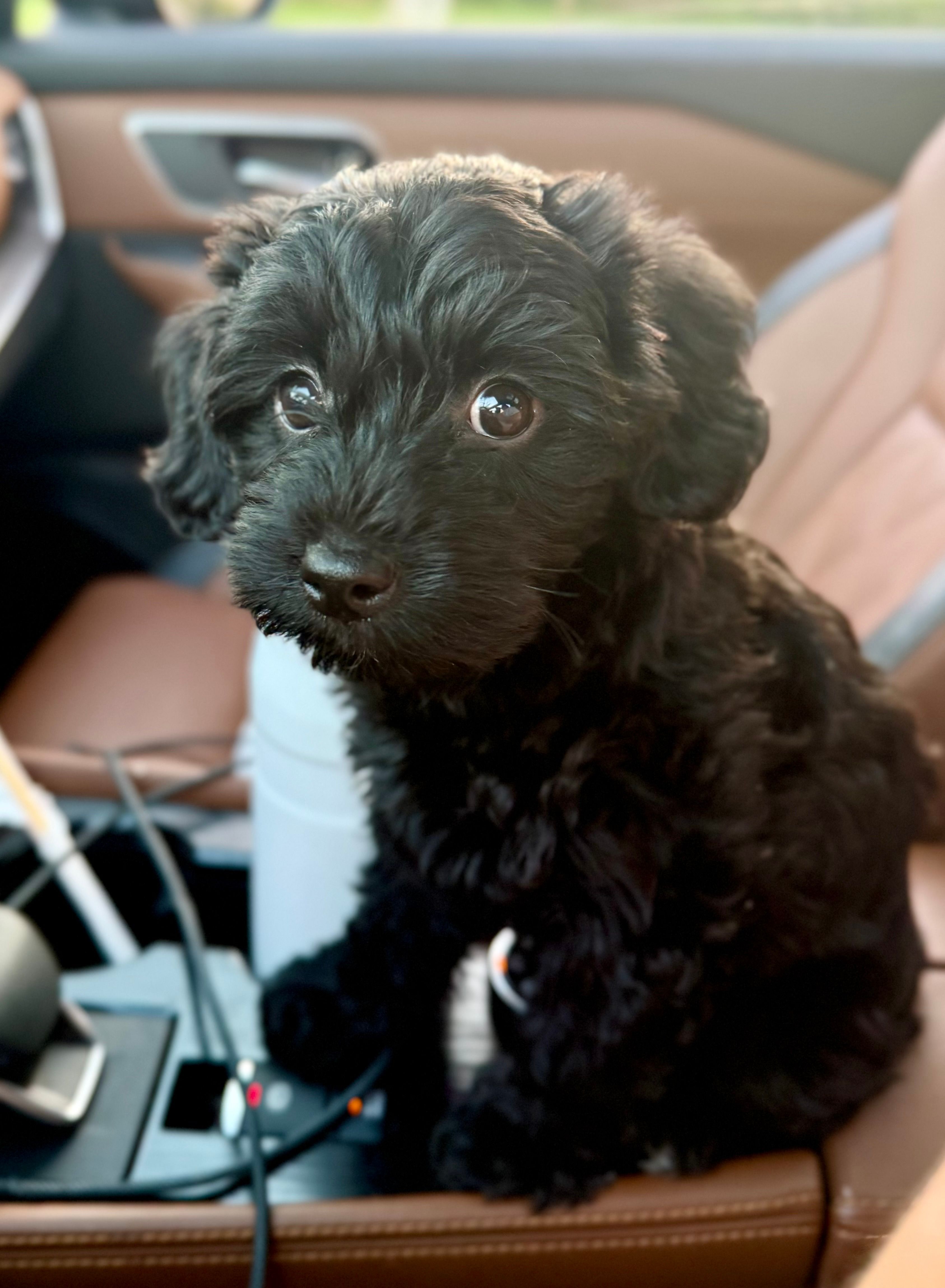 Blossom – Yorkipoo puppy for sale in Frederick, MD