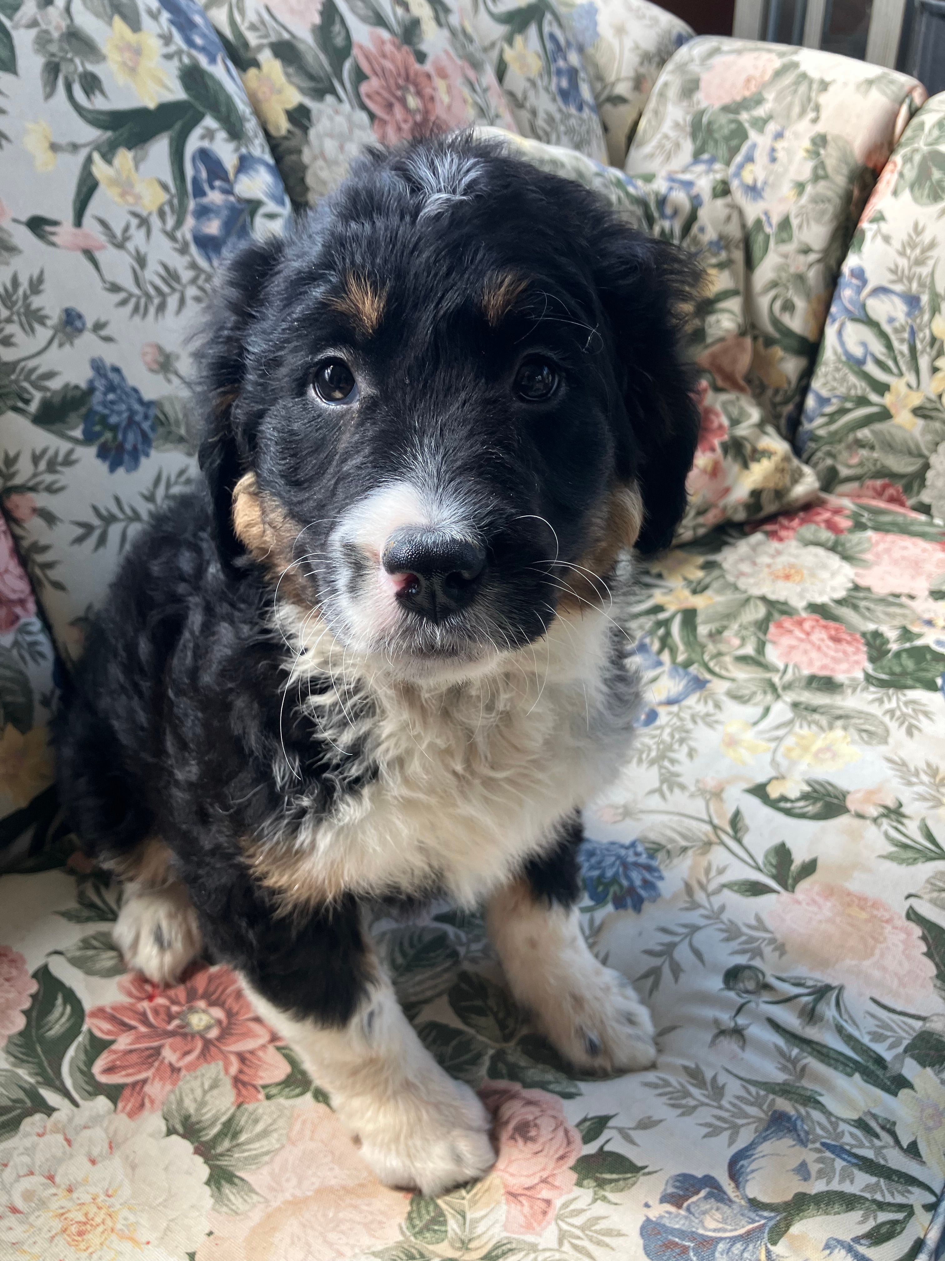 Bennie – Bernedoodle puppy for sale in Hammonton, NJ