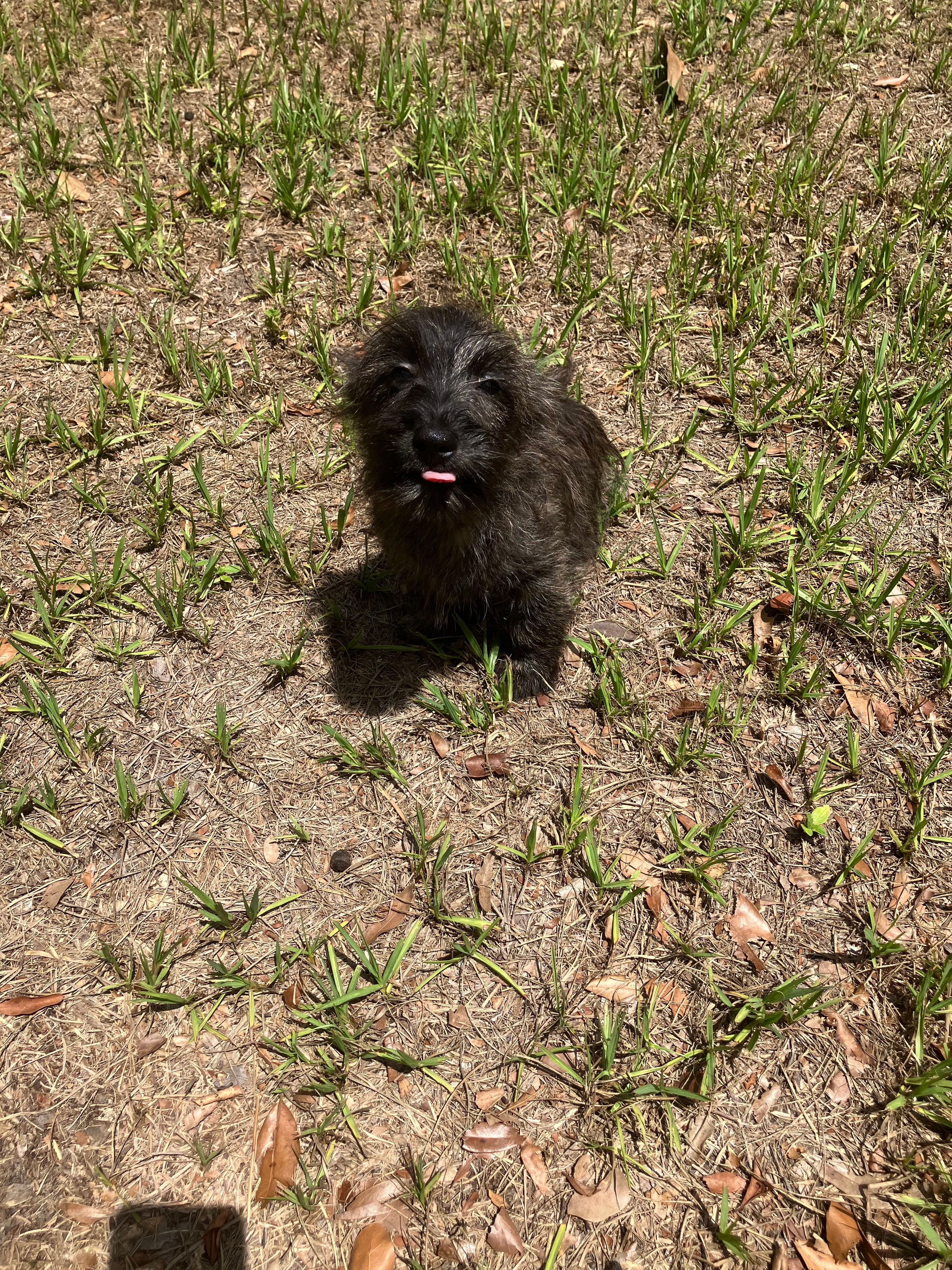 Carl – Cairn Terrier puppy for sale in Hammonton, NJ