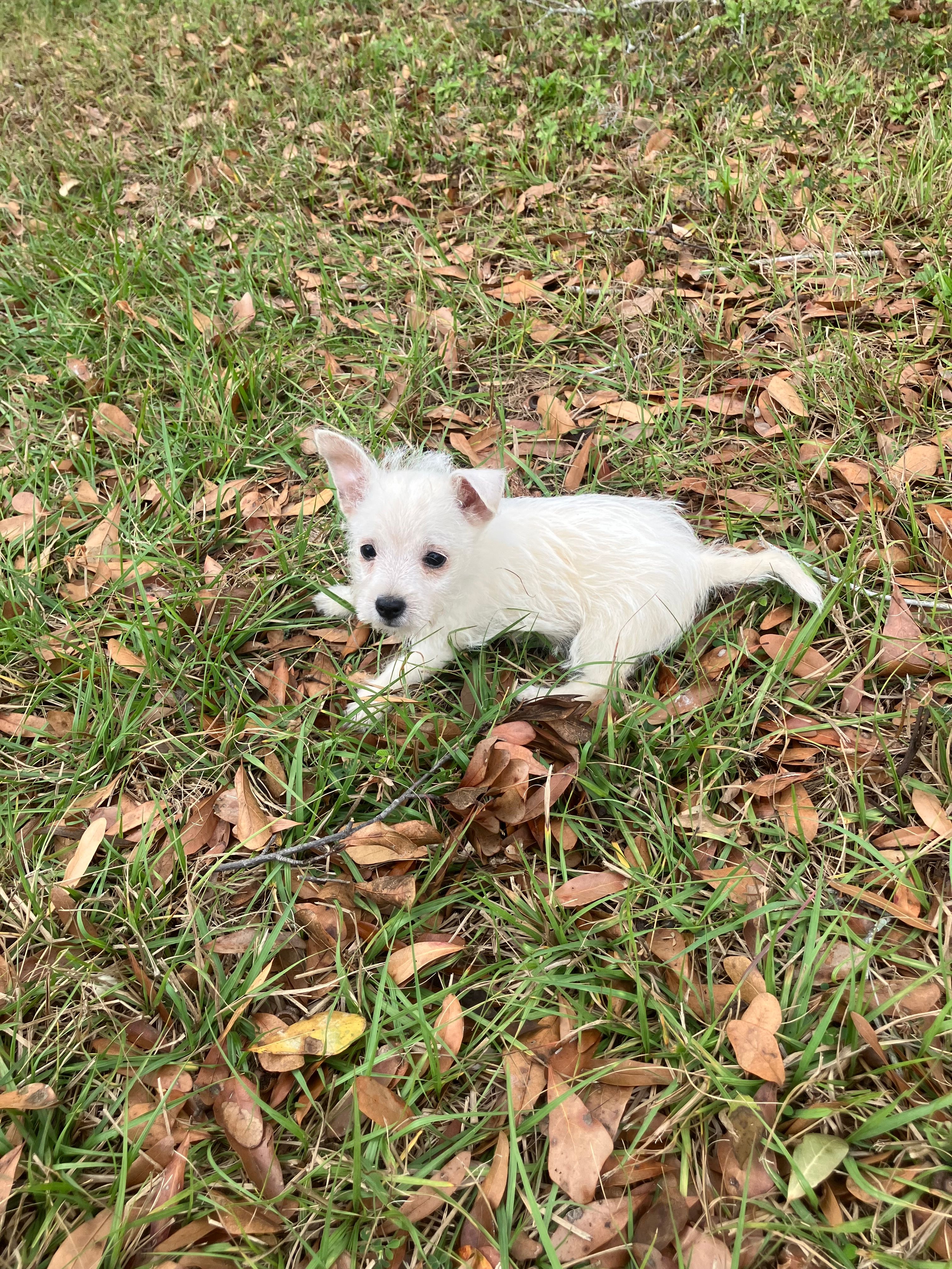 Misty – West Highland White Terrier puppy for sale in Hammonton, NJ