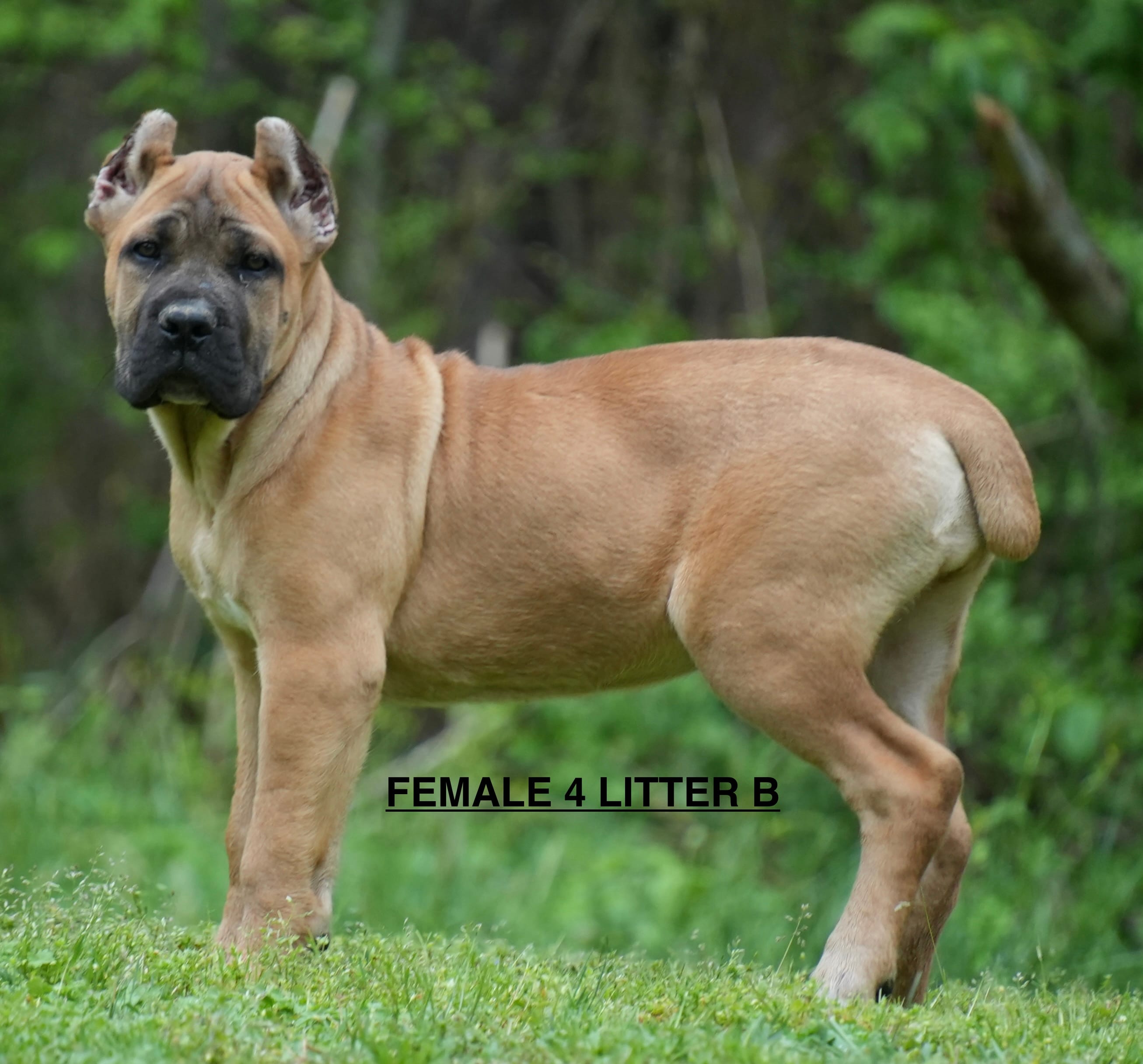 FEMALE 4 LITTER B – Cane Corso puppy for sale in Richmond, VA