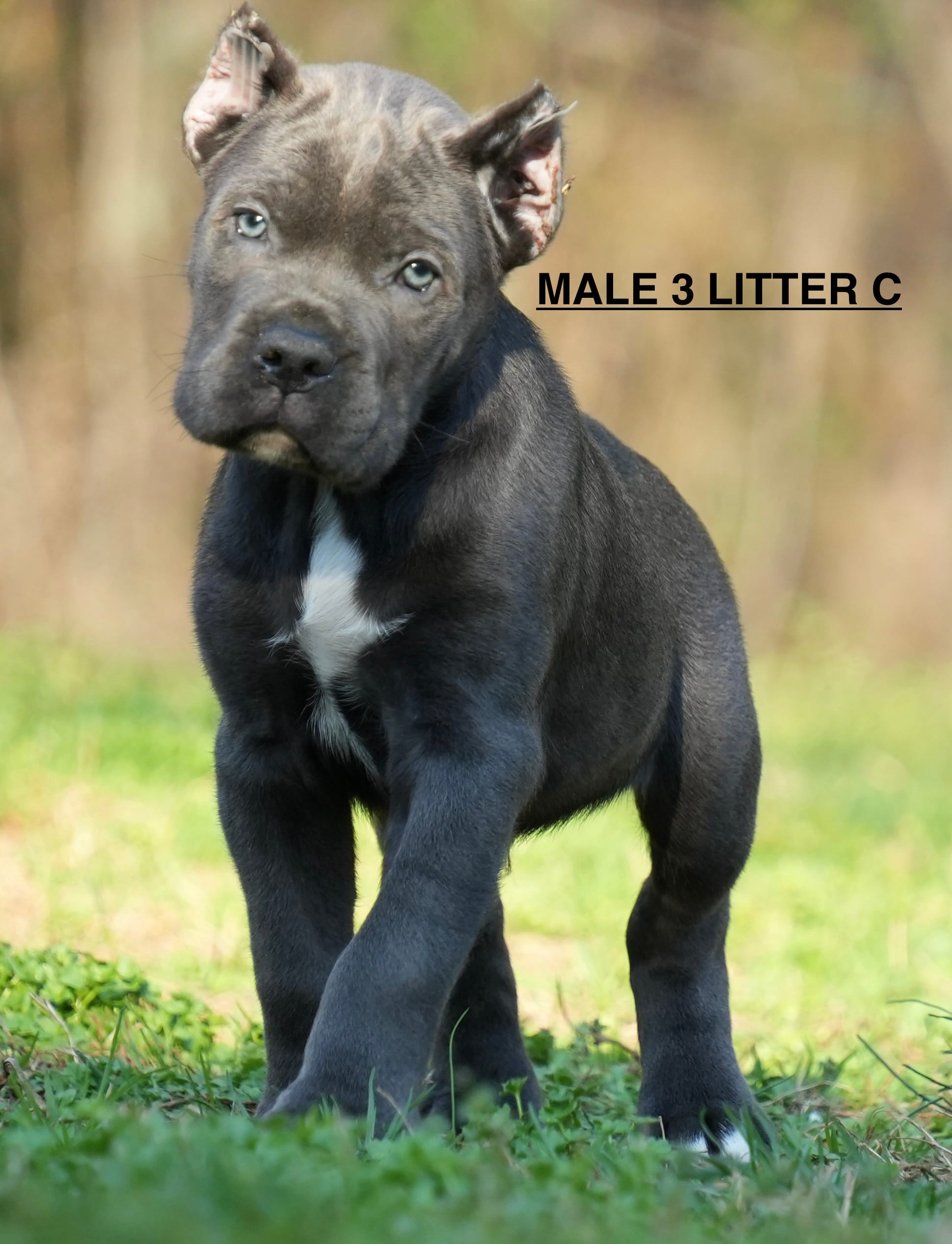 MALE 3 LITTER C – Cane Corso puppy for sale in Richmond, VA