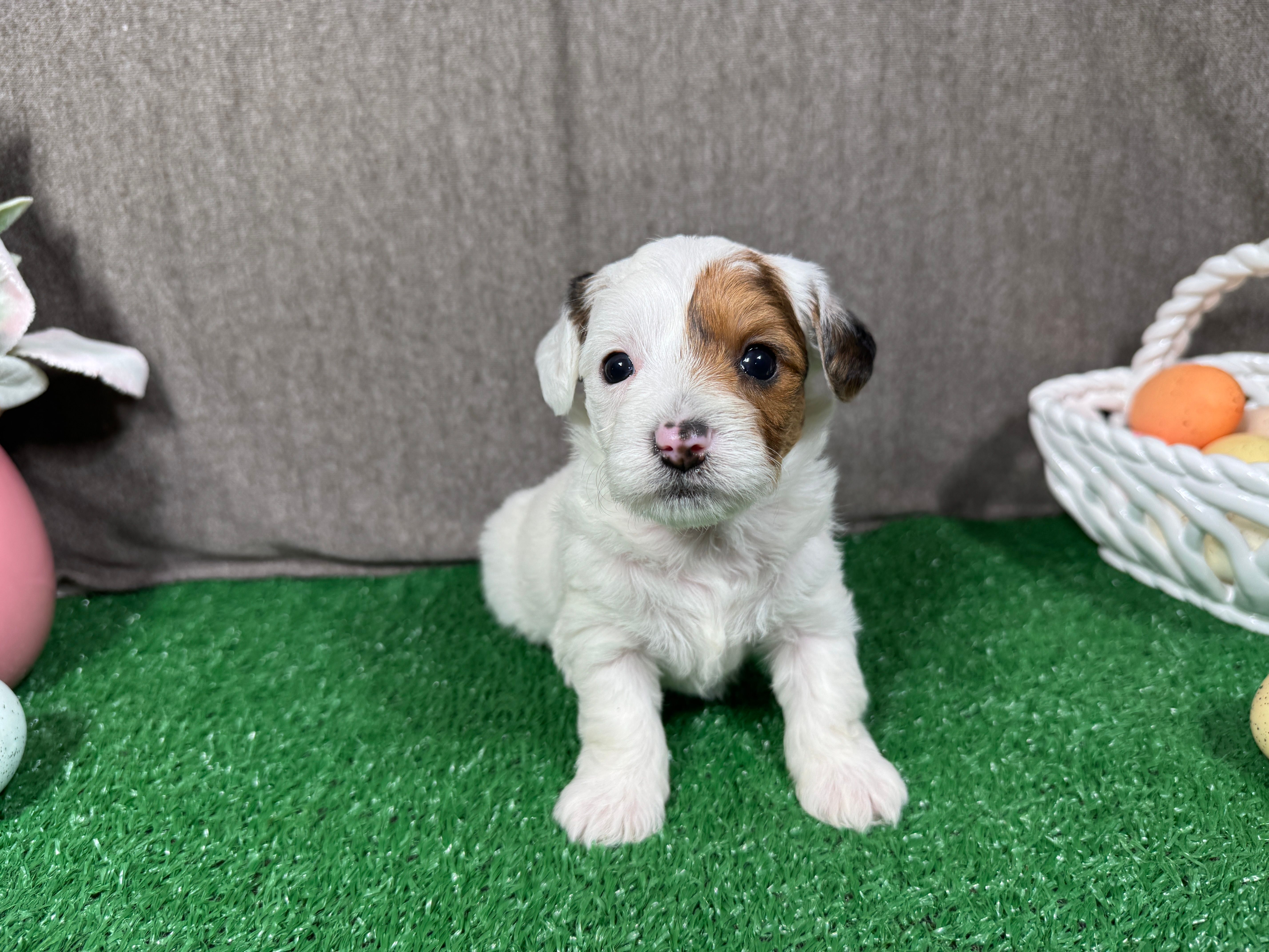 Skittles – Yorkipoo puppy for sale in Waynesville, MO