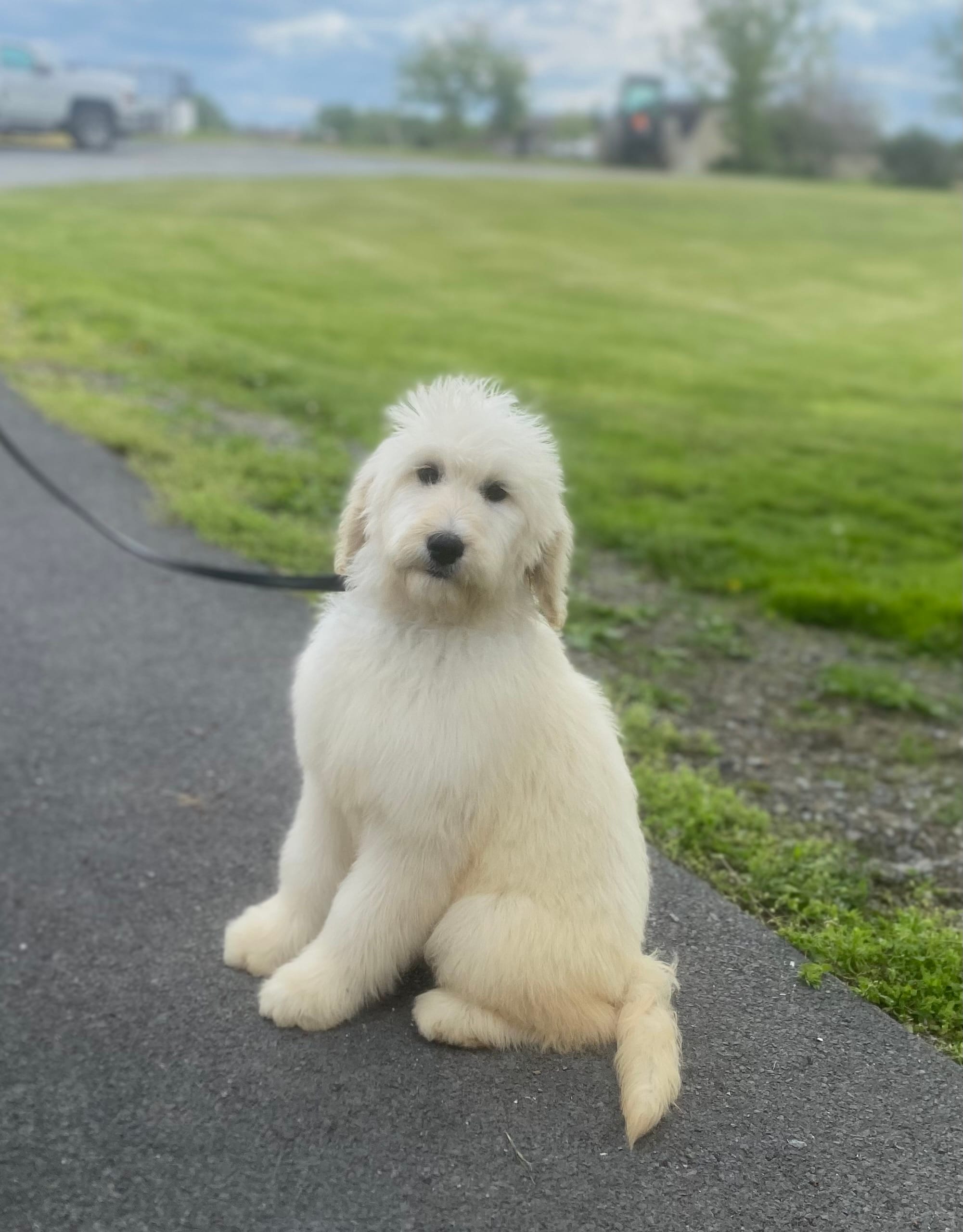 Cassy  – English Goldendoodle puppy for sale in Winchester, VA