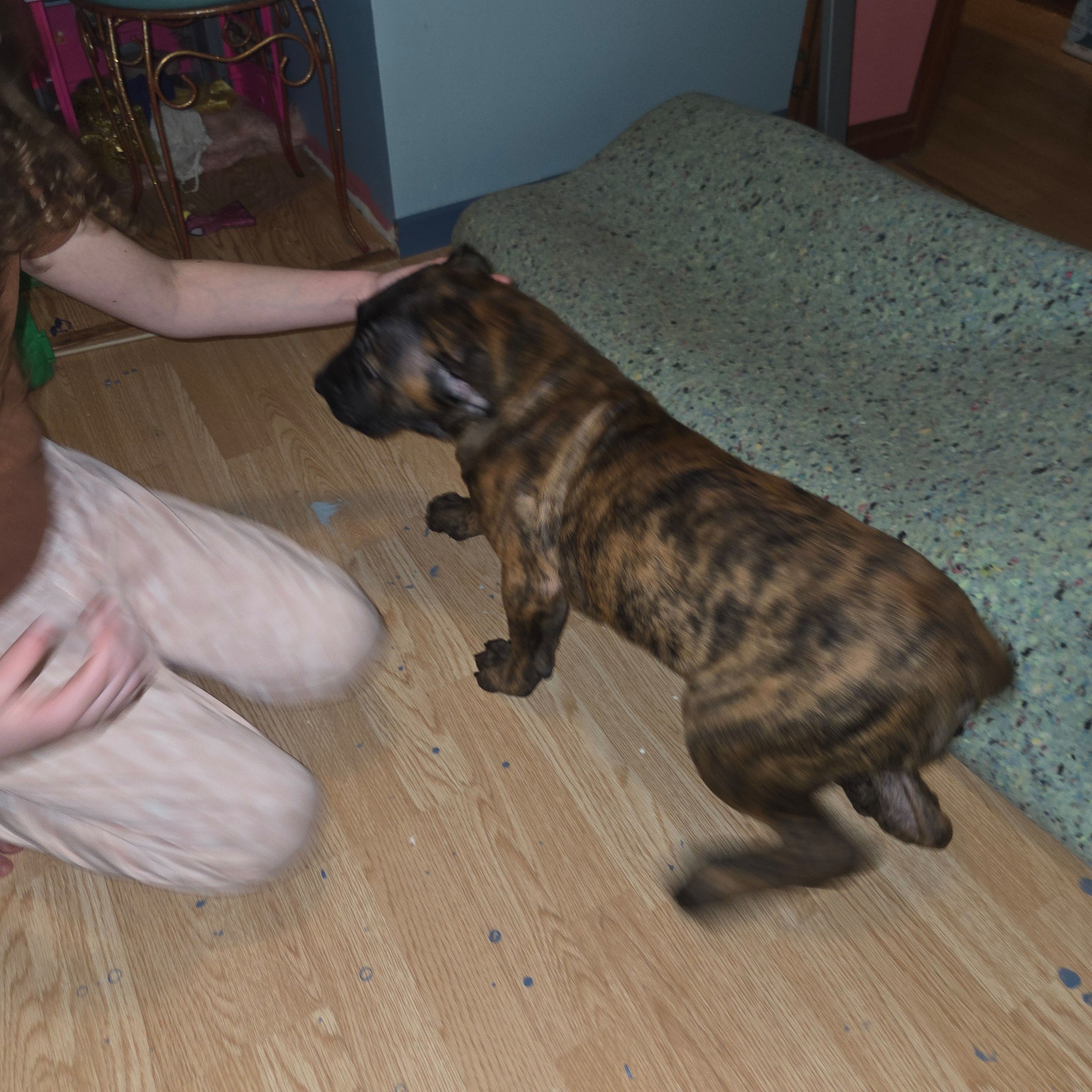 Baby, a male Perro de Presa Canario for sale in Rockford, IL – Photo 4 of 4