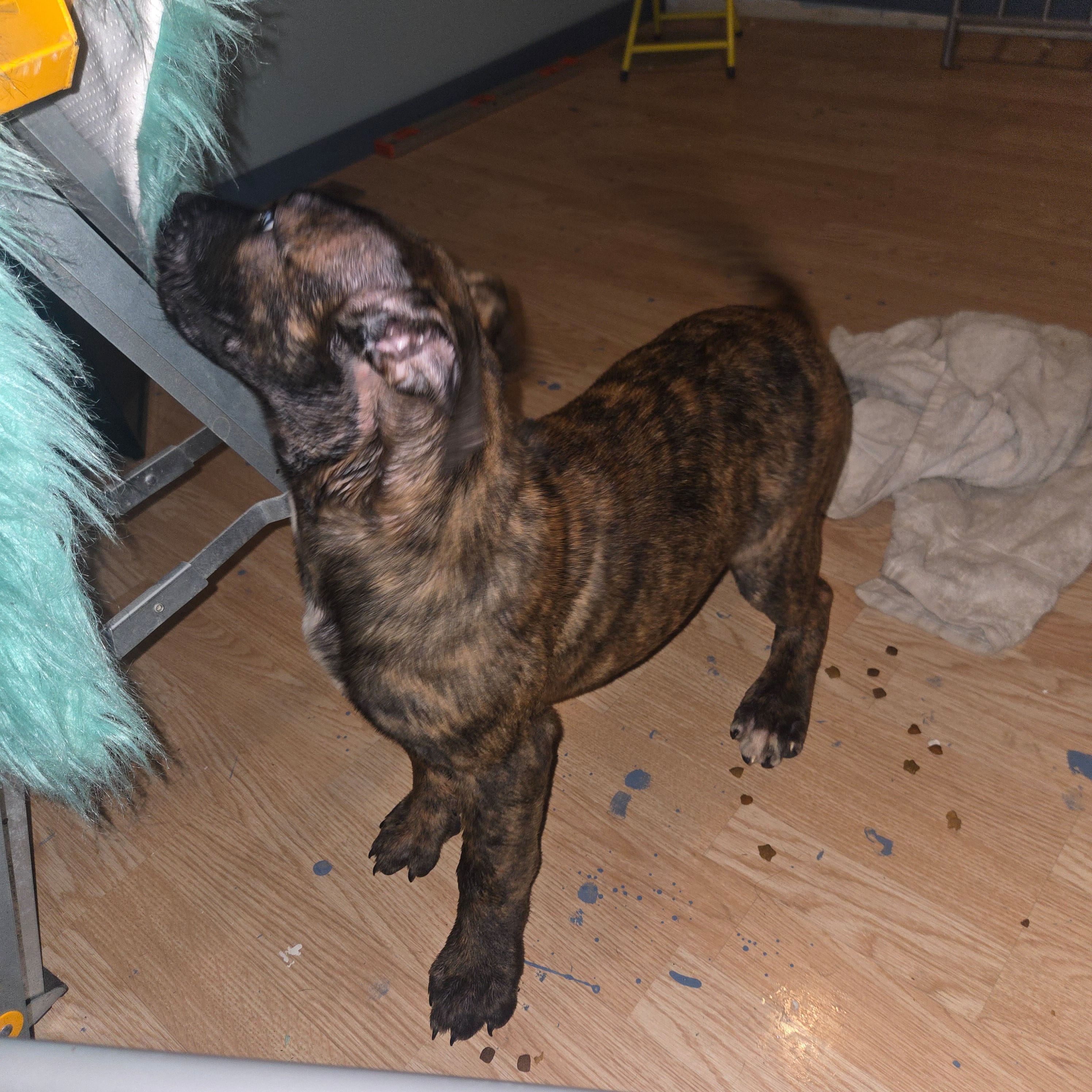 Taylor – Perro de Presa Canario puppy for sale in Rockford, IL