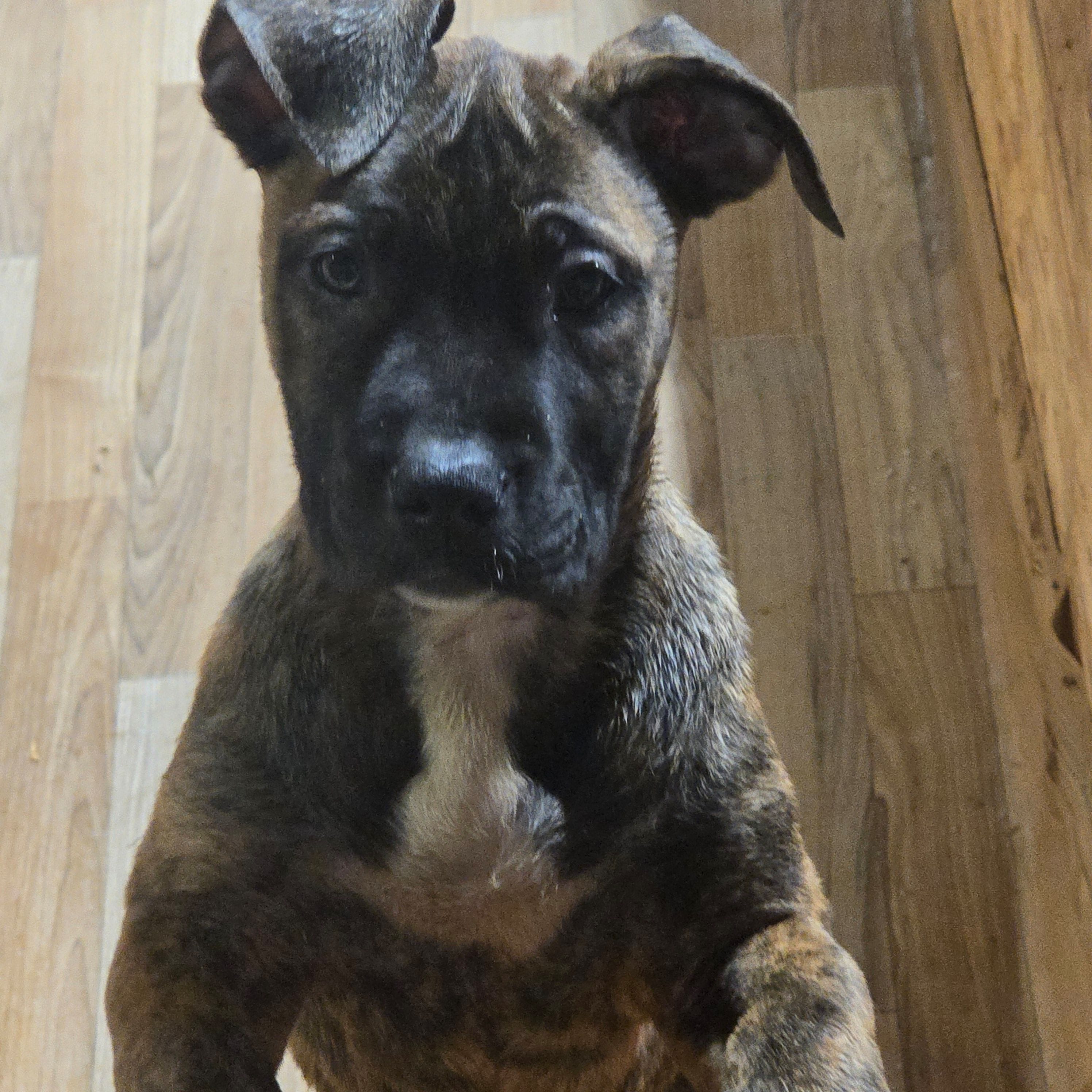 Cutie, a female Perro de Presa Canario for sale in Rockford, IL – Photo 2 of 2