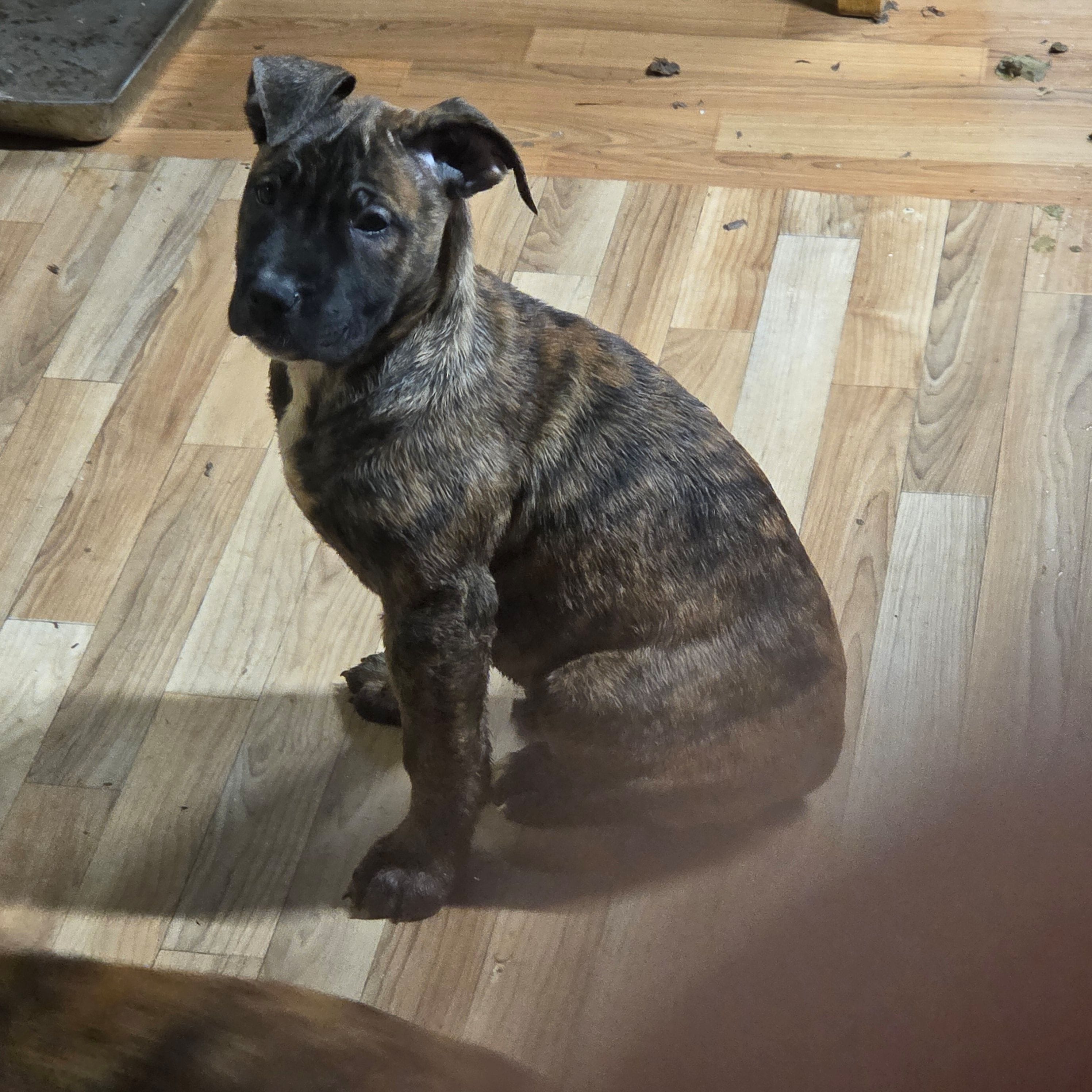 Cutie – Perro de Presa Canario puppy for sale in Rockford, IL