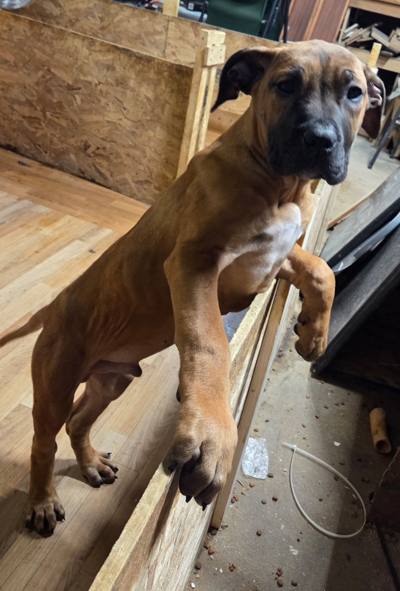 Champ – Perro de Presa Canario puppy for sale in Rockford, IL