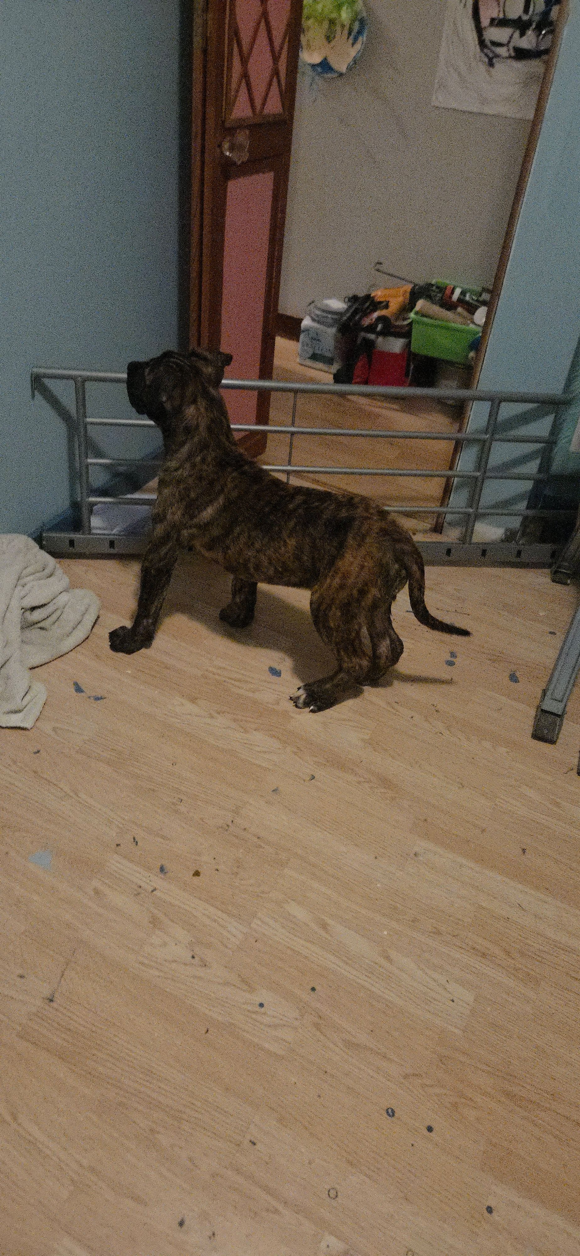 Taylor, a male Perro de Presa Canario for sale in Rockford, IL – Photo 3 of 5