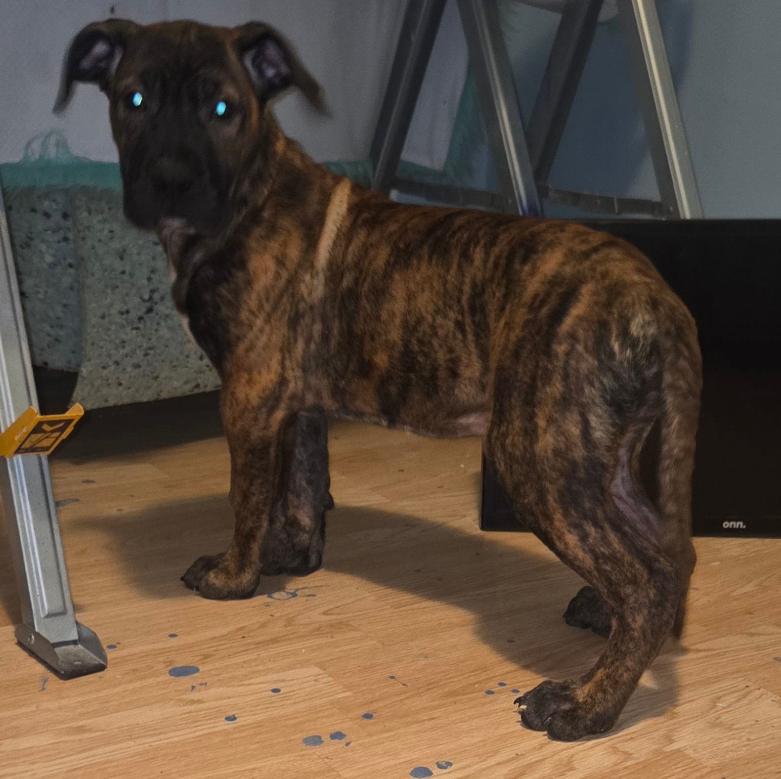 Baby – Perro de Presa Canario puppy for sale in Rockford, IL
