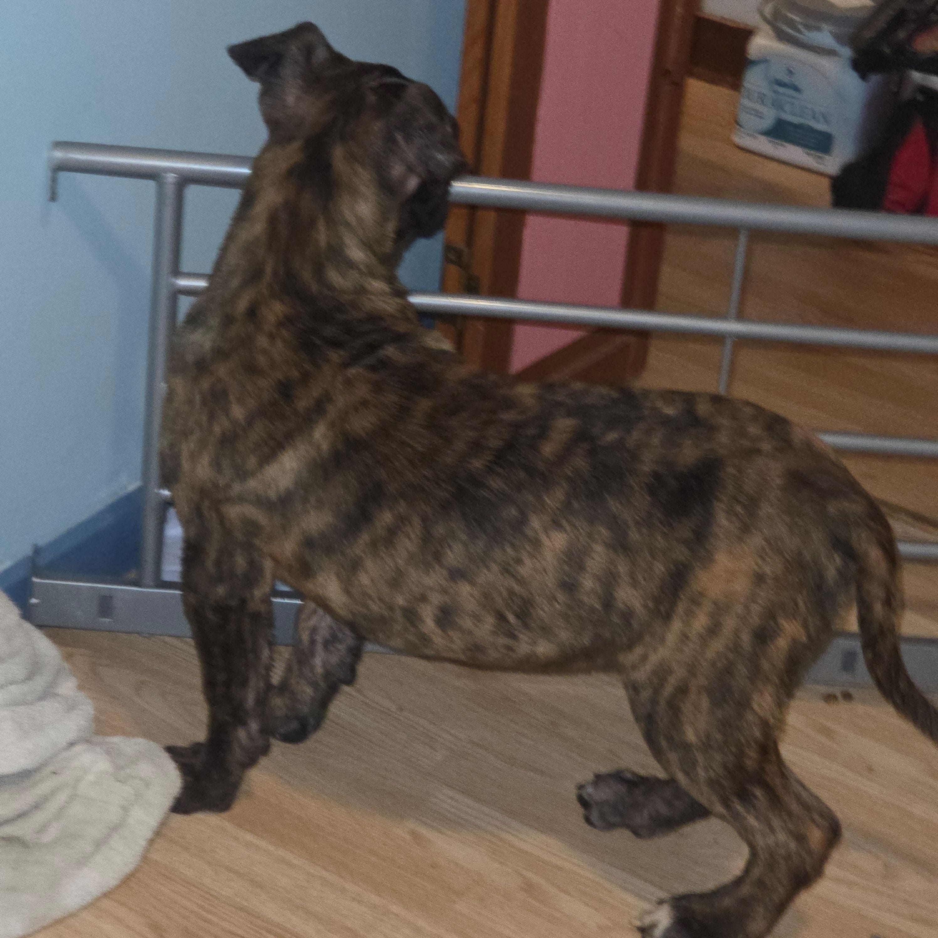 Taylor, a male Perro de Presa Canario for sale in Rockford, IL – Photo 4 of 5