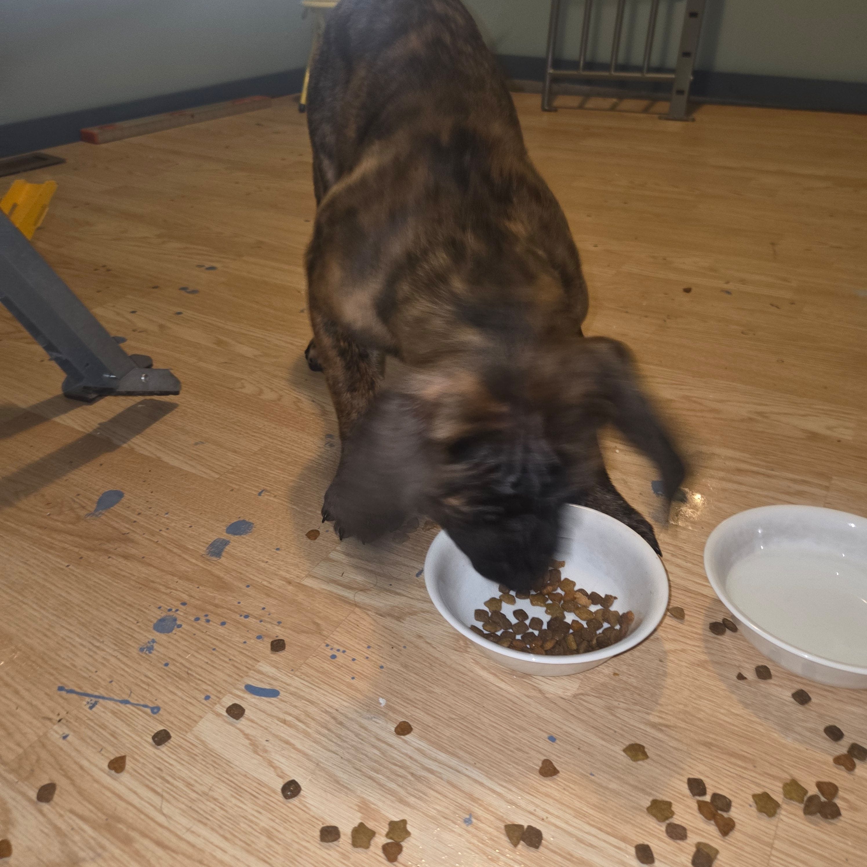 Taylor, a male Perro de Presa Canario for sale in Rockford, IL – Photo 2 of 5