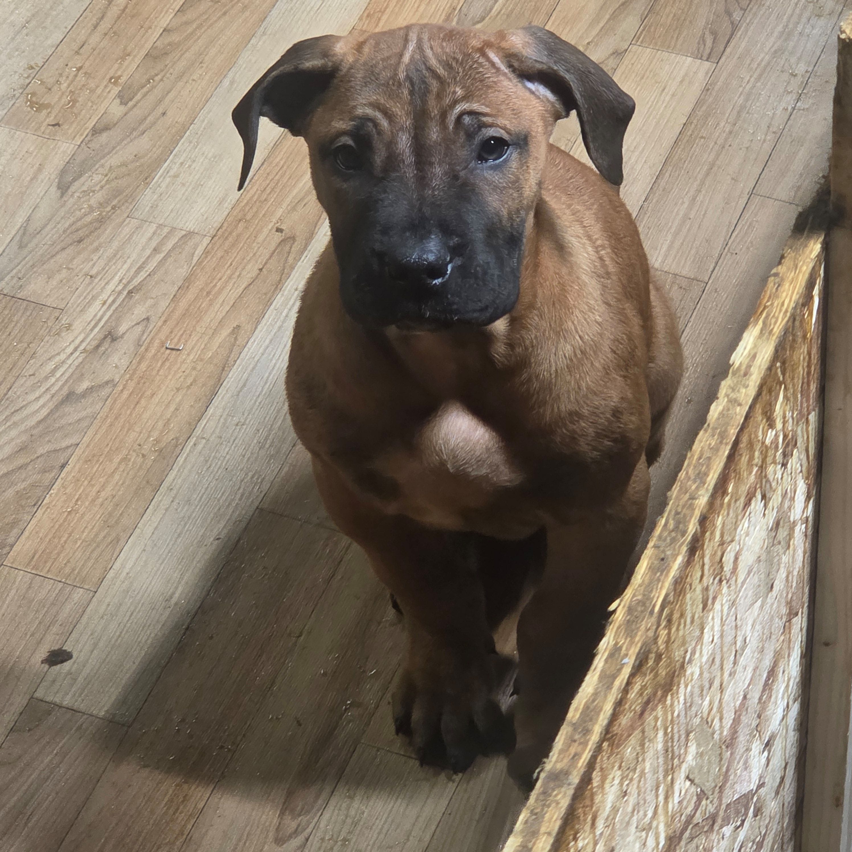 Champ – Perro de Presa Canario puppy for sale in Rockford, IL