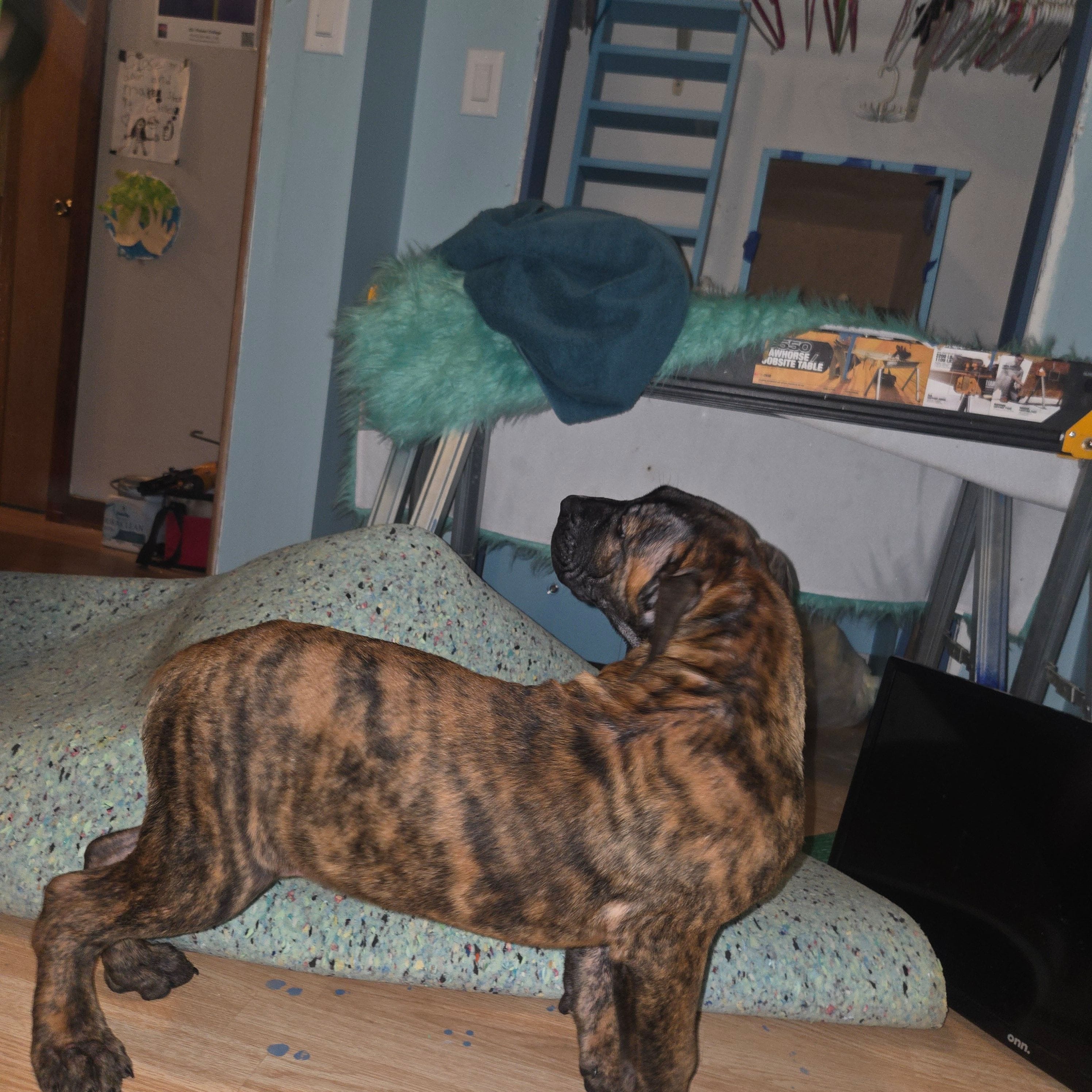 Baby, a male Perro de Presa Canario for sale in Rockford, IL – Photo 2 of 4