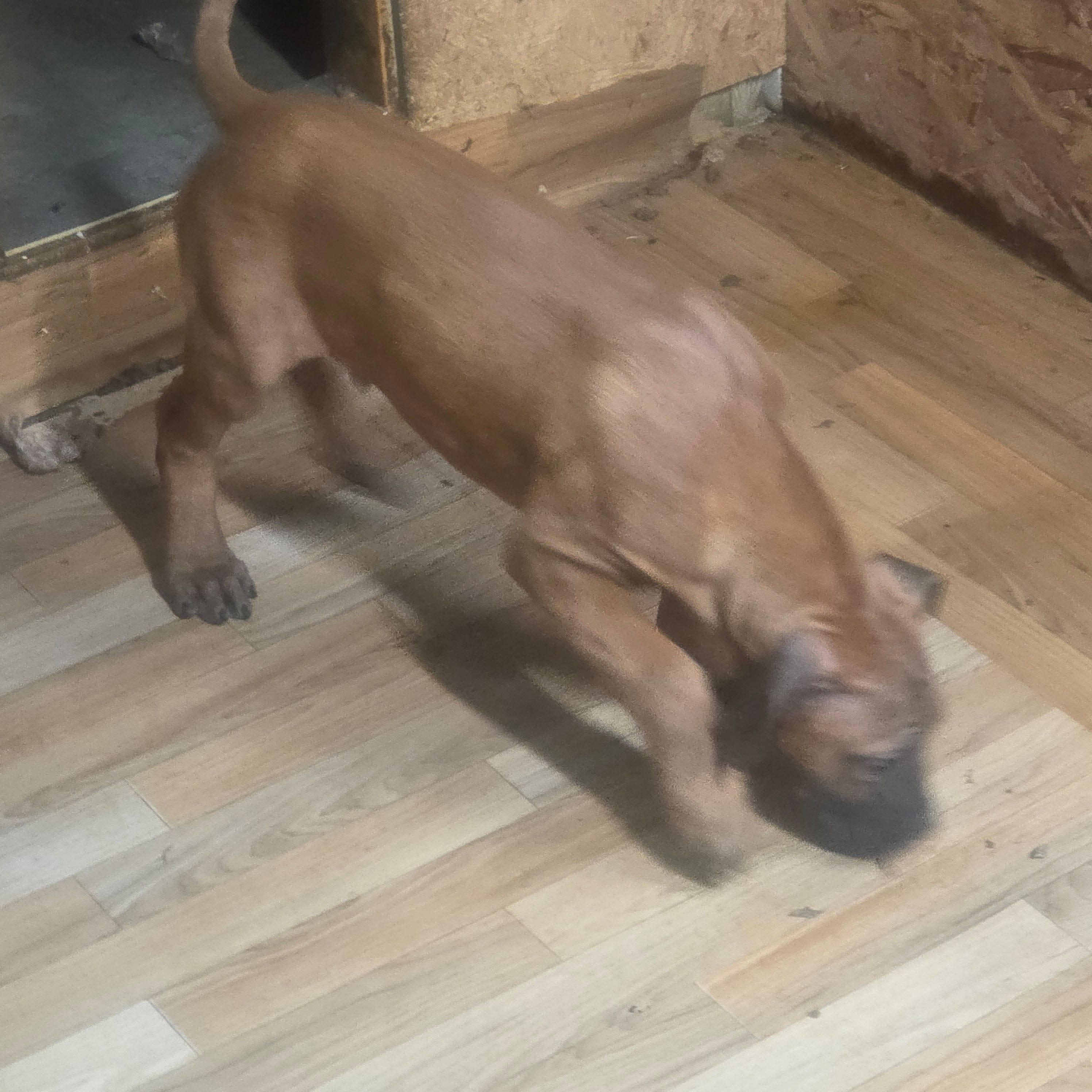 Champ, a male Perro de Presa Canario for sale in Rockford, IL – Photo 2 of 2