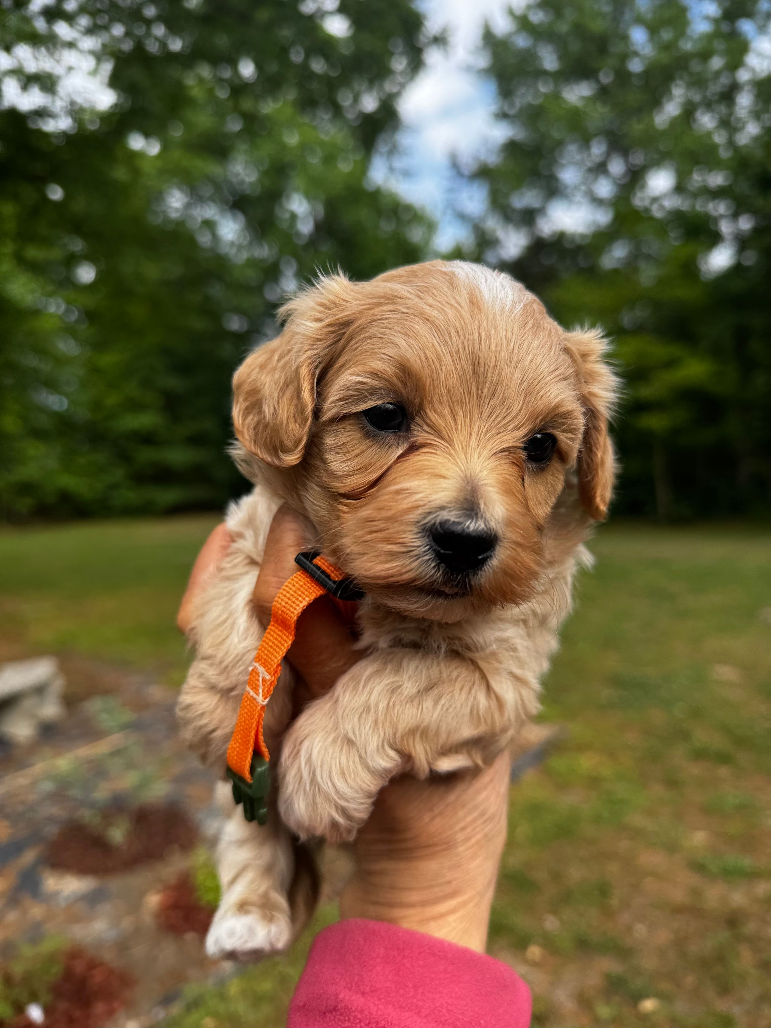 Chase-Korean Maltipoo – Maltipoo, Poodle - Toy  puppy for sale in Greensboro, NC