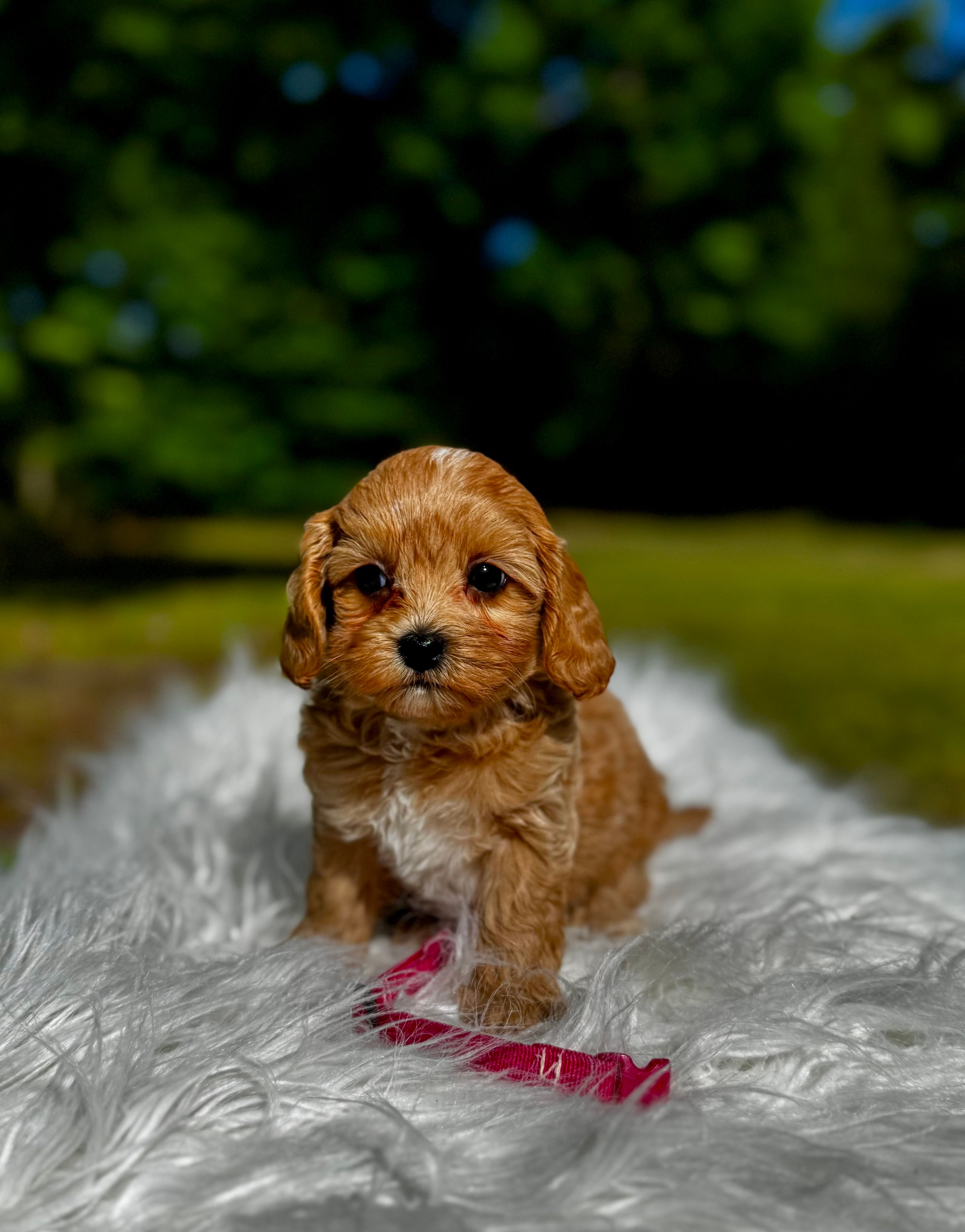 Lily – Maltipoo puppy for sale in Greensboro, NC