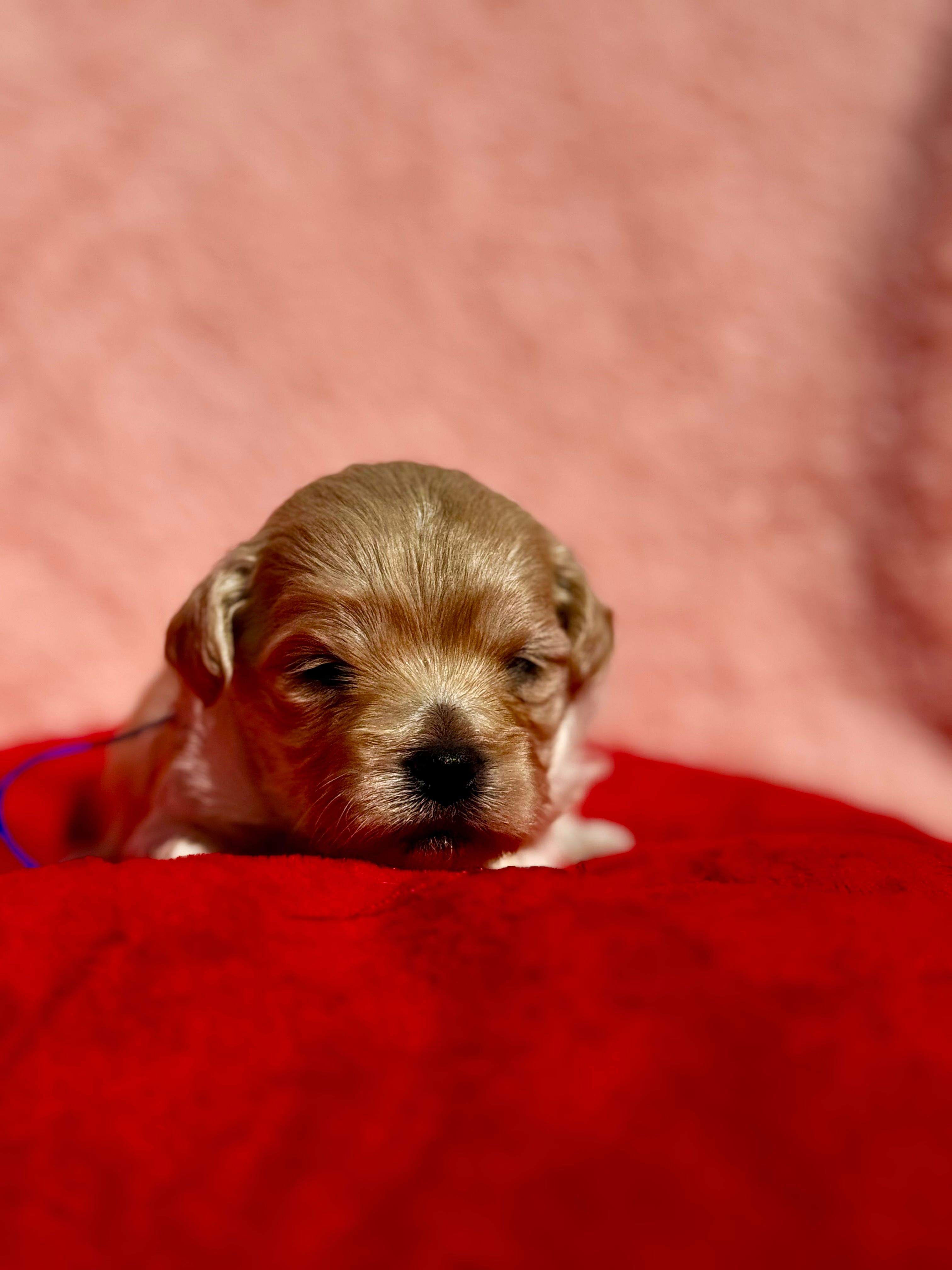 LEAF – Maltipoo, Poodle - Toy  puppy for sale in Greensboro, NC
