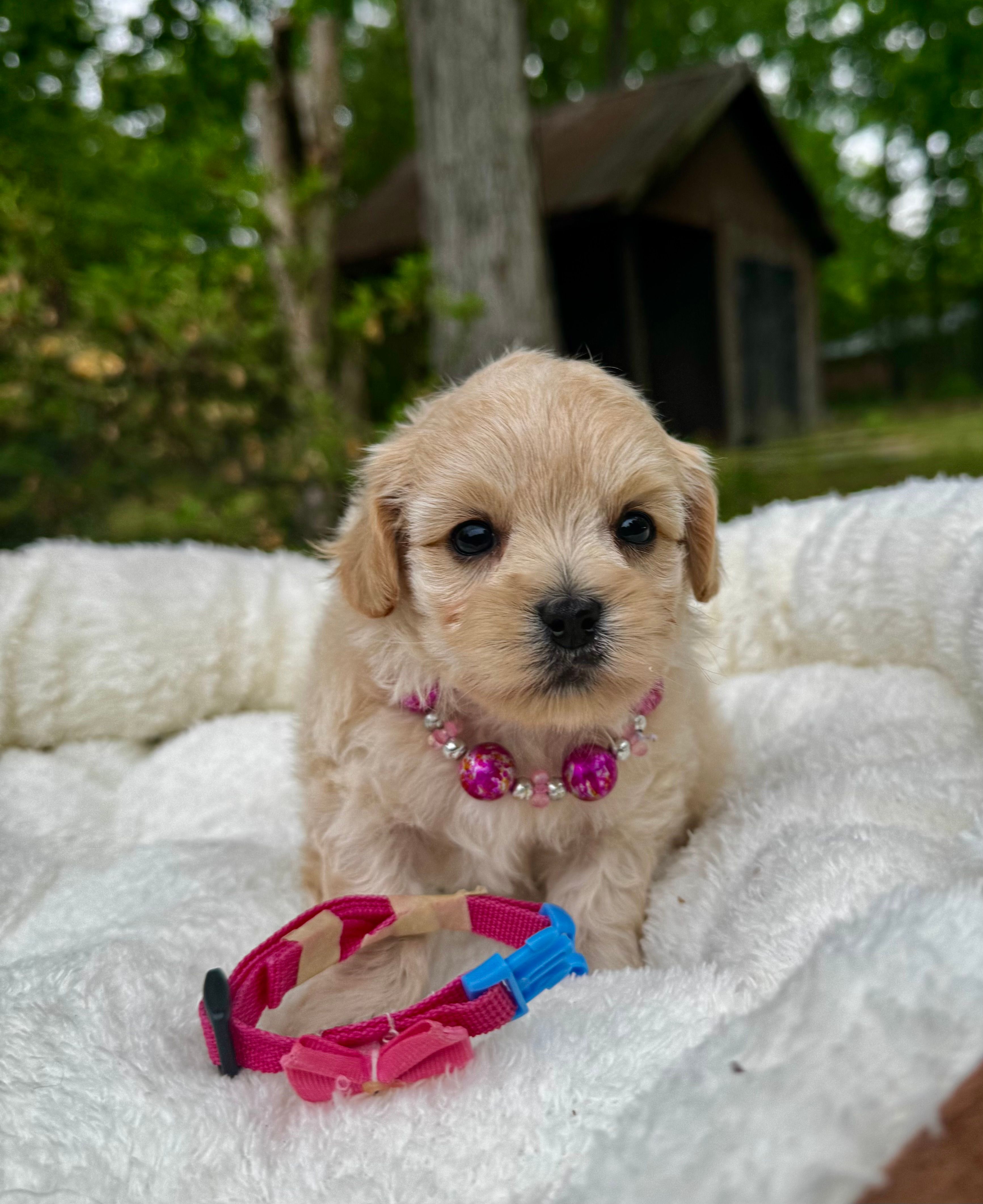 CHLOE-Korean Maltipoo – Maltipoo, Poodle - Toy  puppy for sale in Greensboro, NC