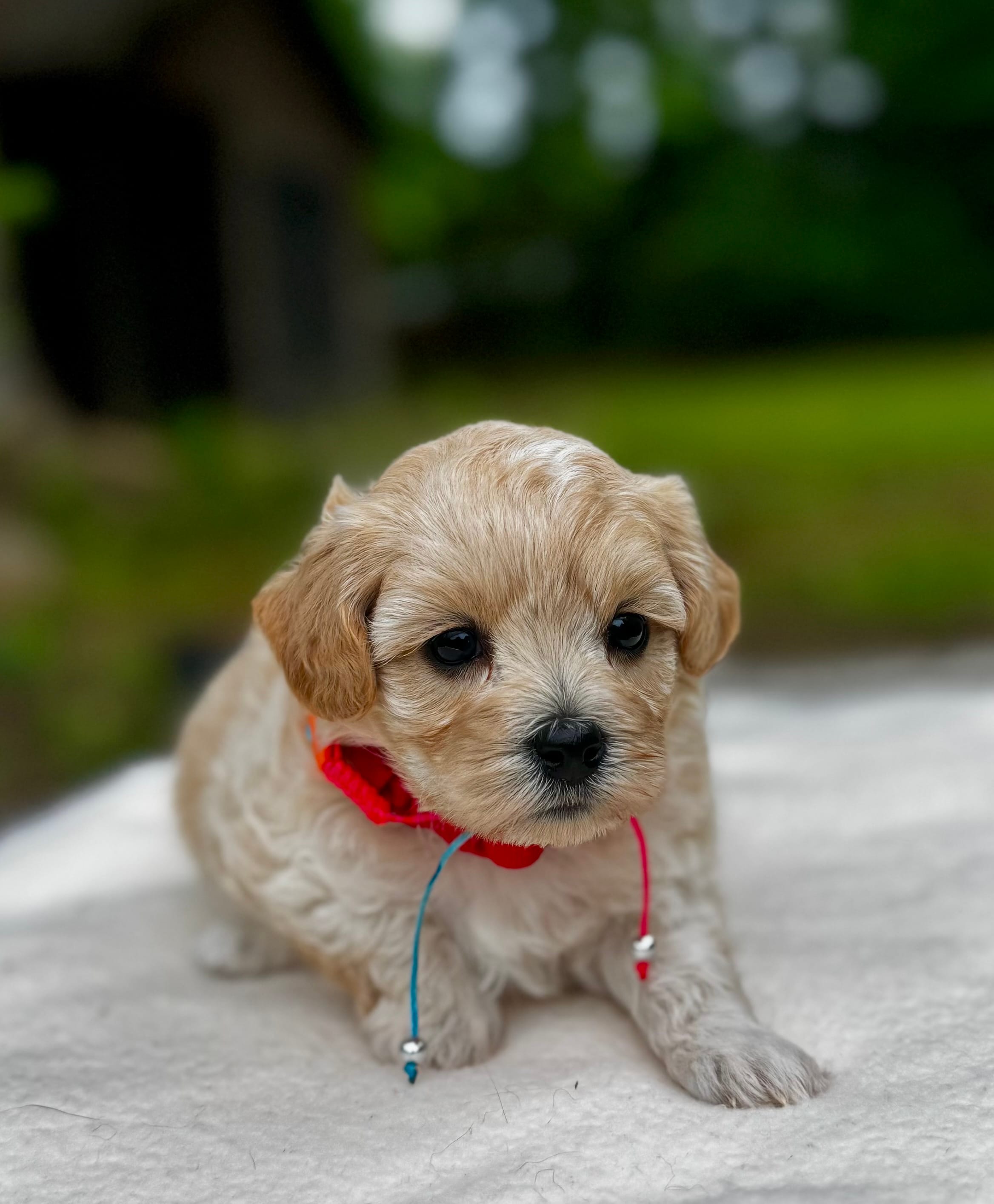 COOKIE-Koreean Maltipoo – Maltipoo, Poodle - Toy  puppy for sale in Greensboro, NC