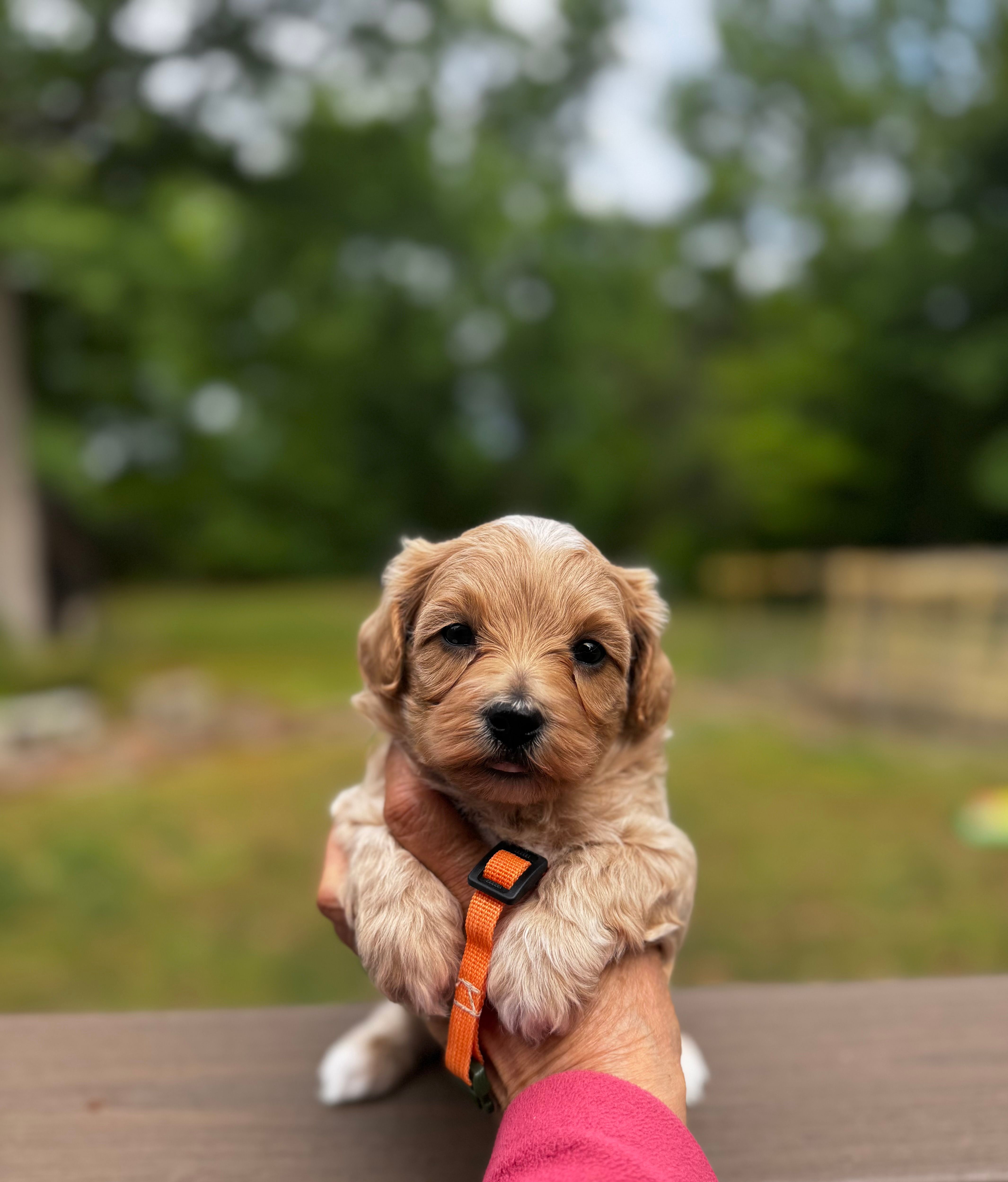 Chase-Korean Maltipoo – Maltipoo, Poodle - Toy  puppy for sale in Greensboro, NC