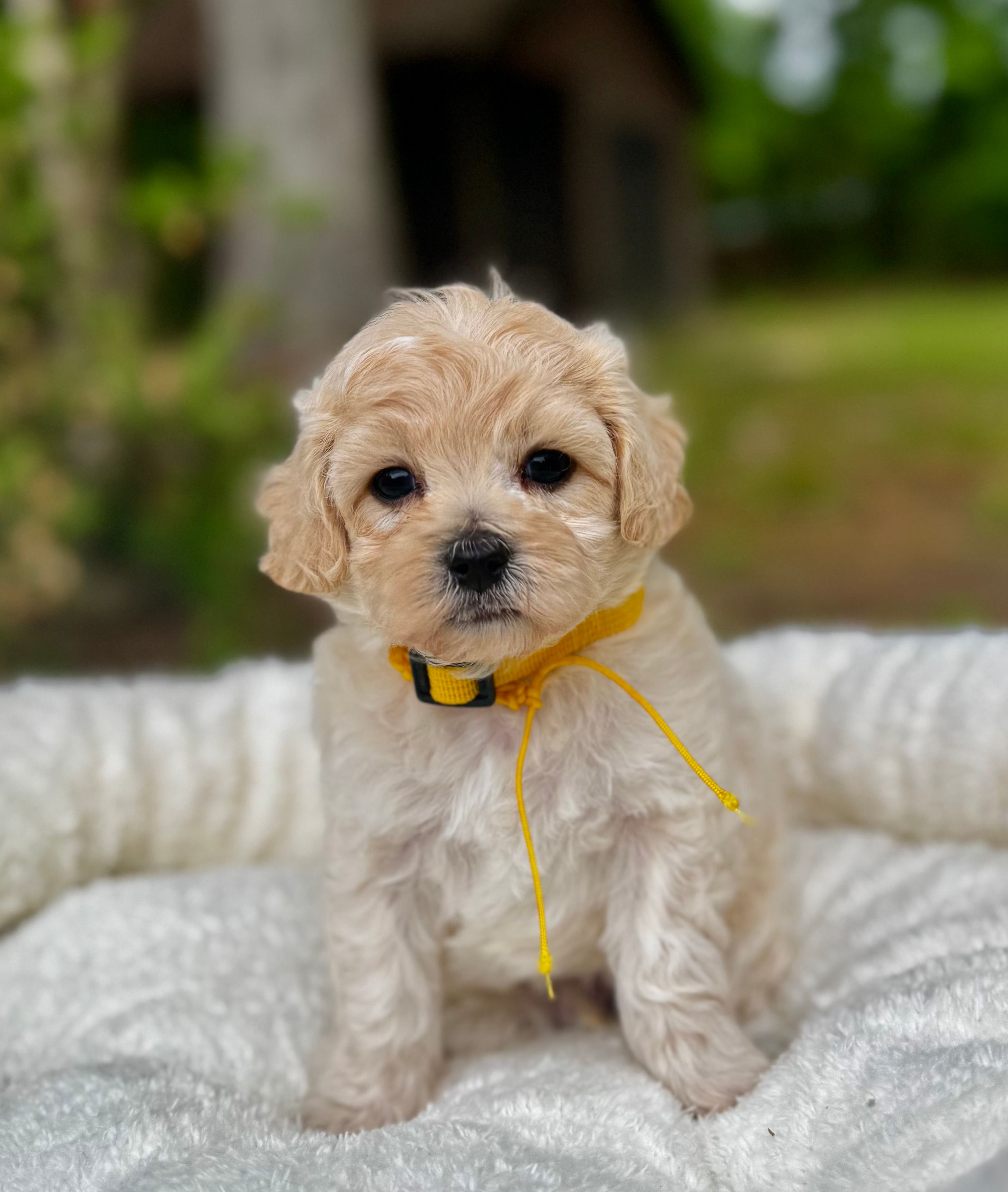 London-Korean Maltipoo – Maltipoo puppy for sale in Greensboro, NC