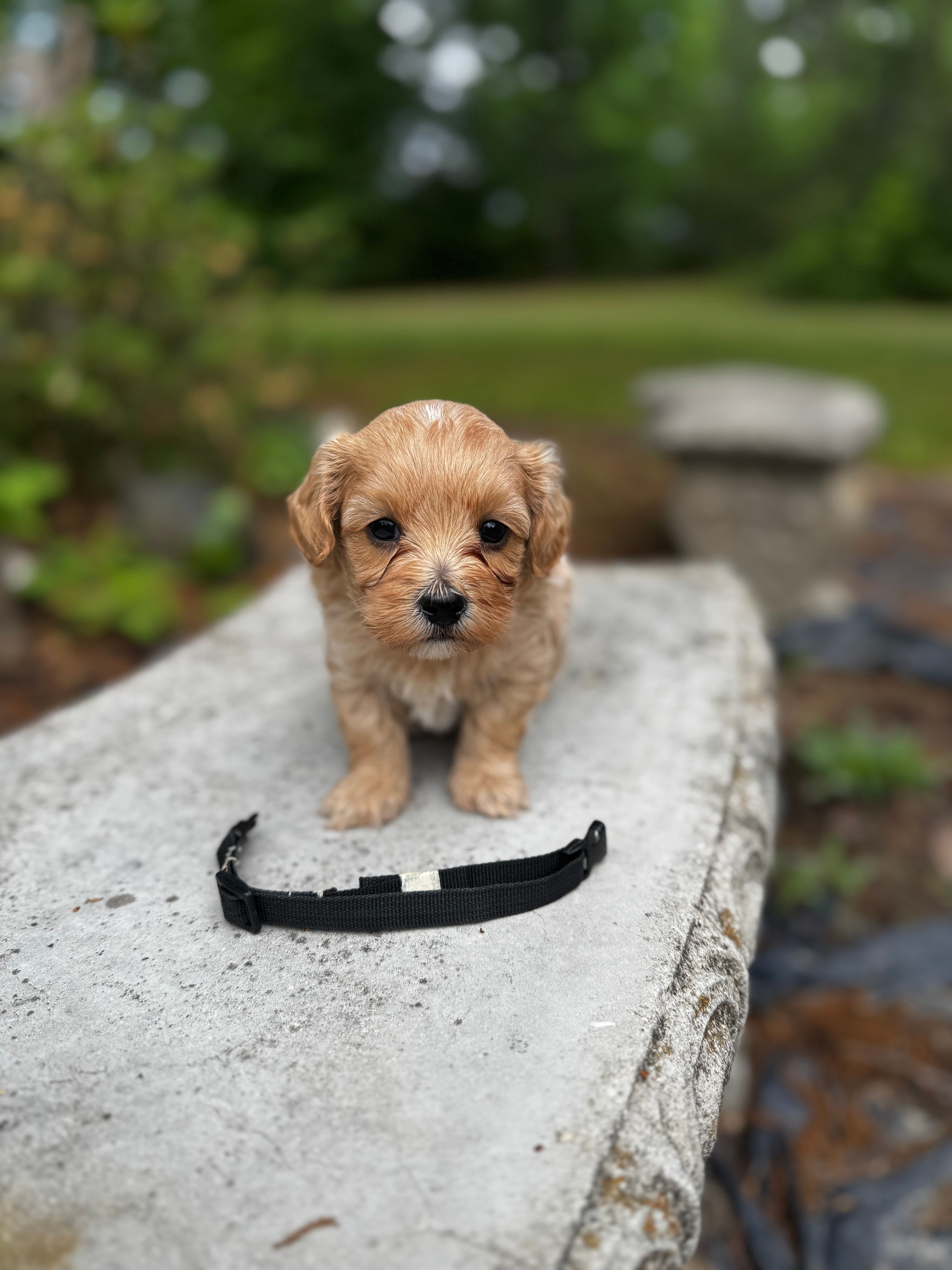 COOPER-Korean Maltipoo – Maltipoo, Poodle - Toy  puppy for sale in Greensboro, NC