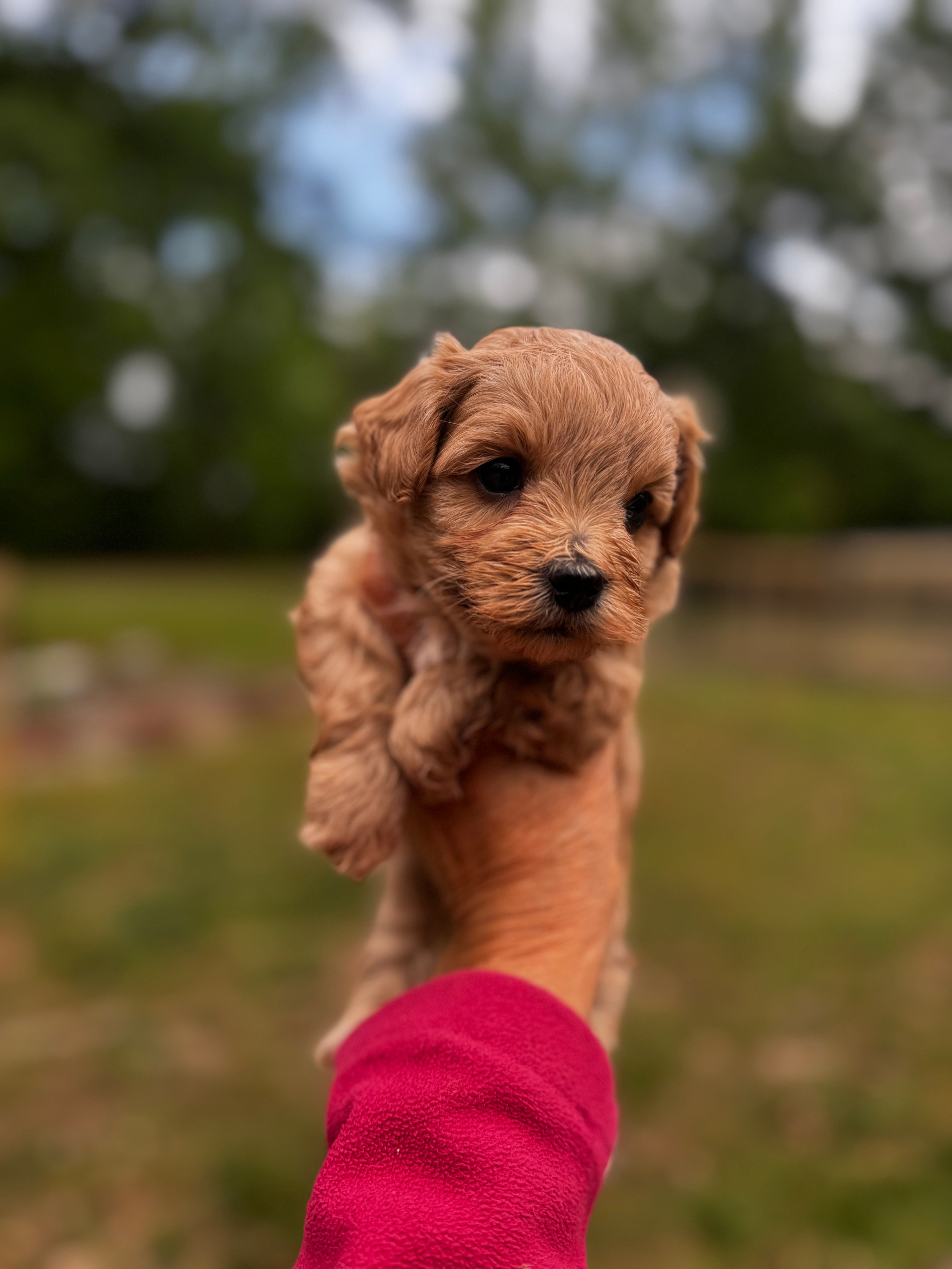CARTER-Korean Maltipoo – Maltipoo, Poodle - Toy  puppy for sale in Greensboro, NC