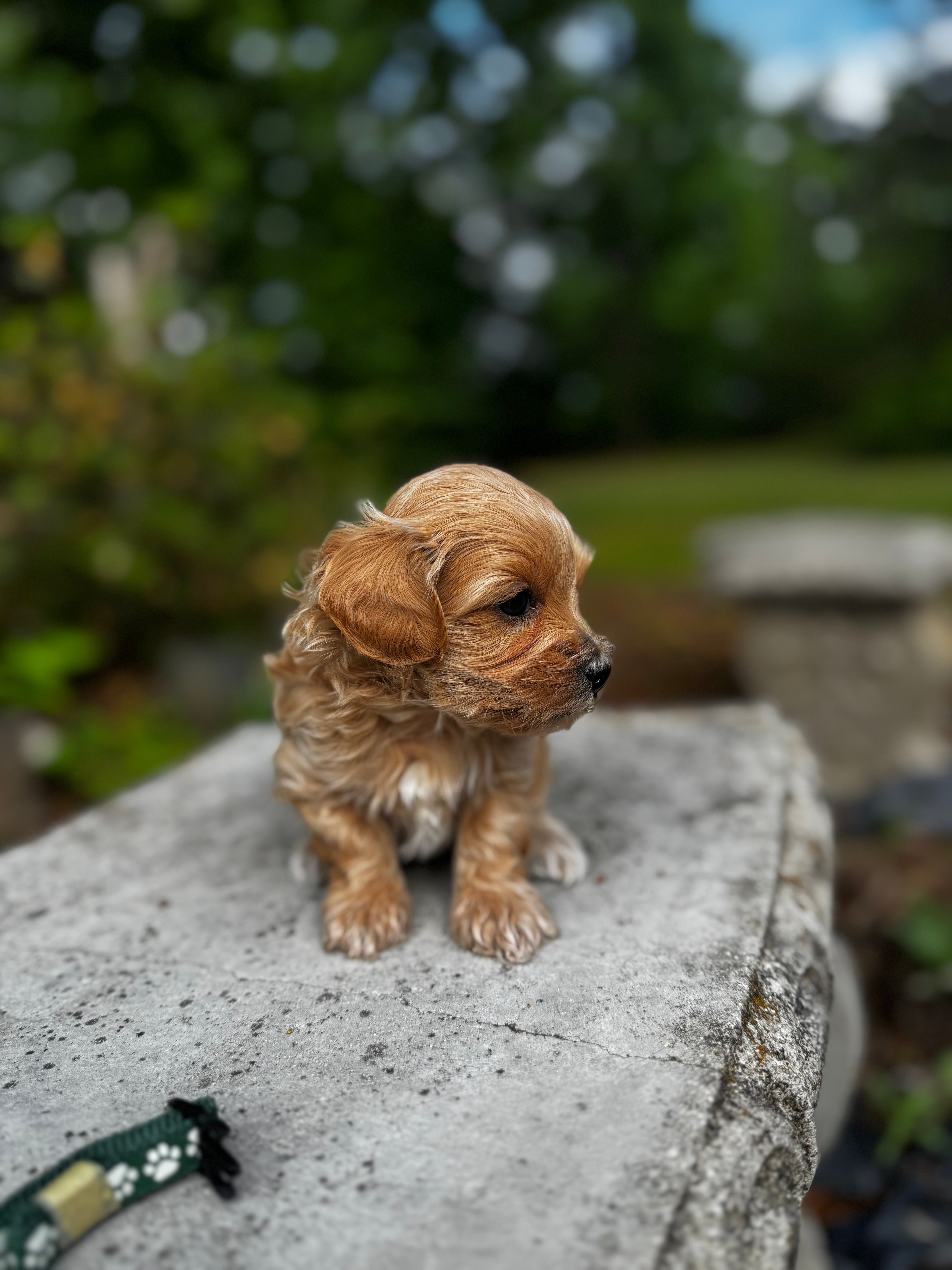 CAMDEN-Korean Maltipoo – Maltipoo, Poodle - Toy  puppy for sale in Greensboro, NC