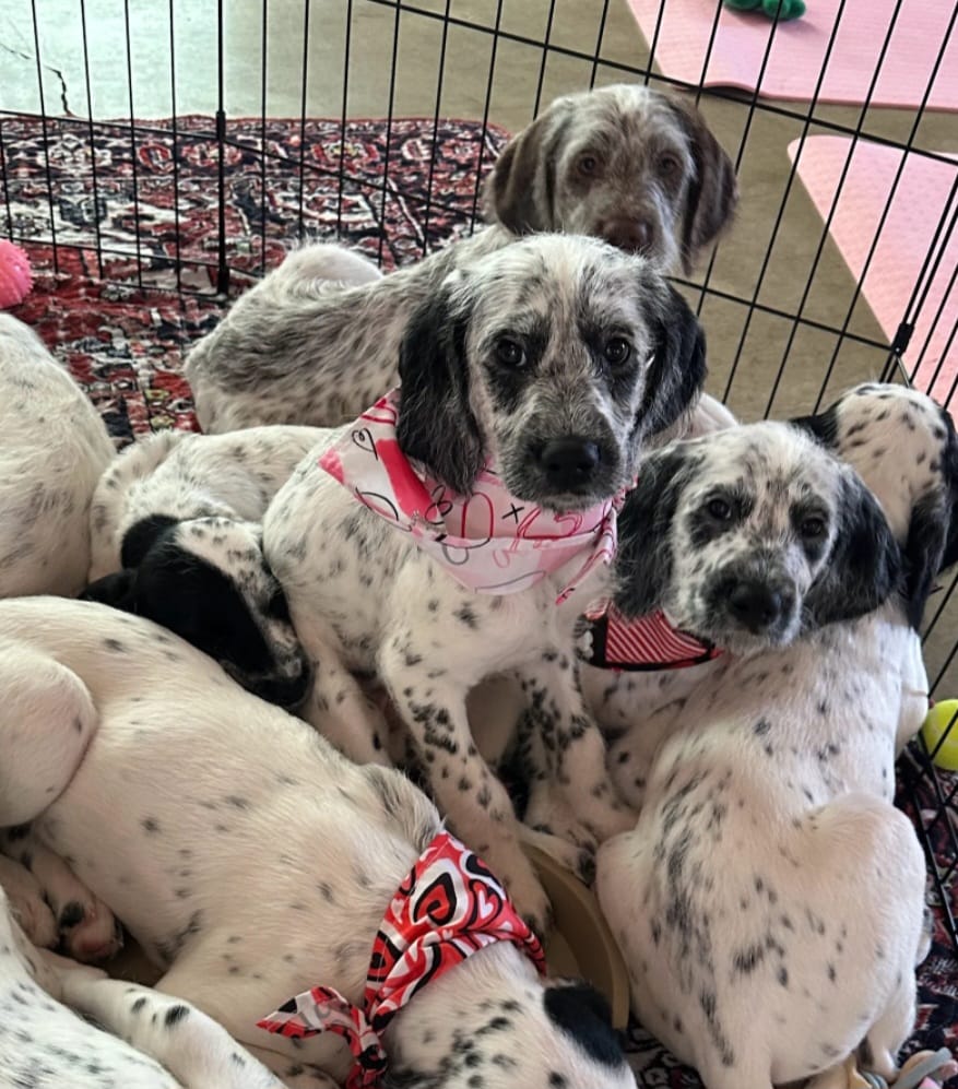 Pepper SPRING SPECIAL  – Dalmatian, Poodle - Standard  puppy for sale in Toccoa, GA