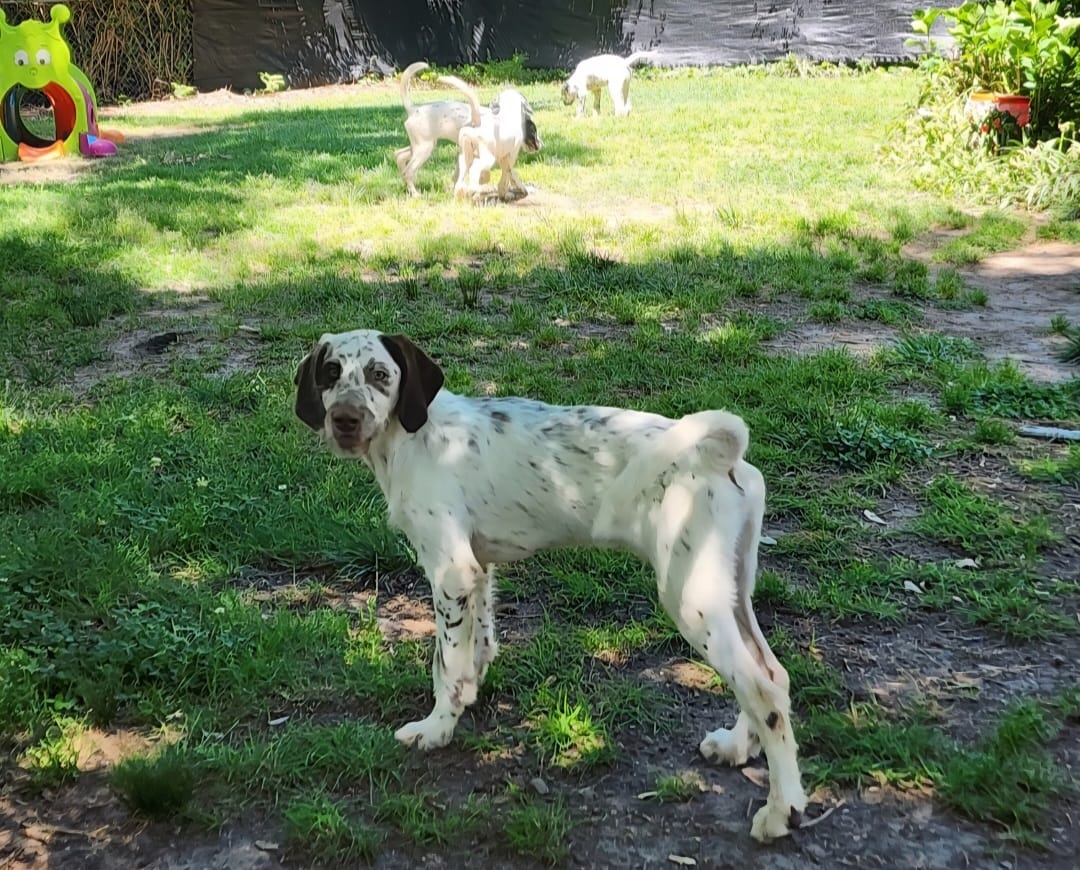 Patch LOVING HOME SPECIAL  – Dalmatian, Poodle - Standard  puppy for sale in Toccoa, GA