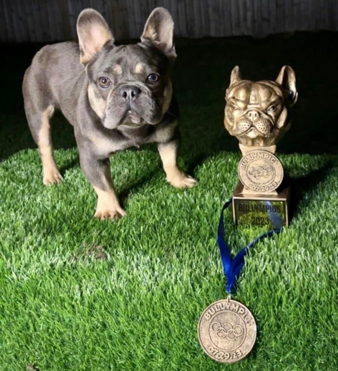 Akc compact french bulldog  – French Bulldog puppy for sale in Marengo, IL