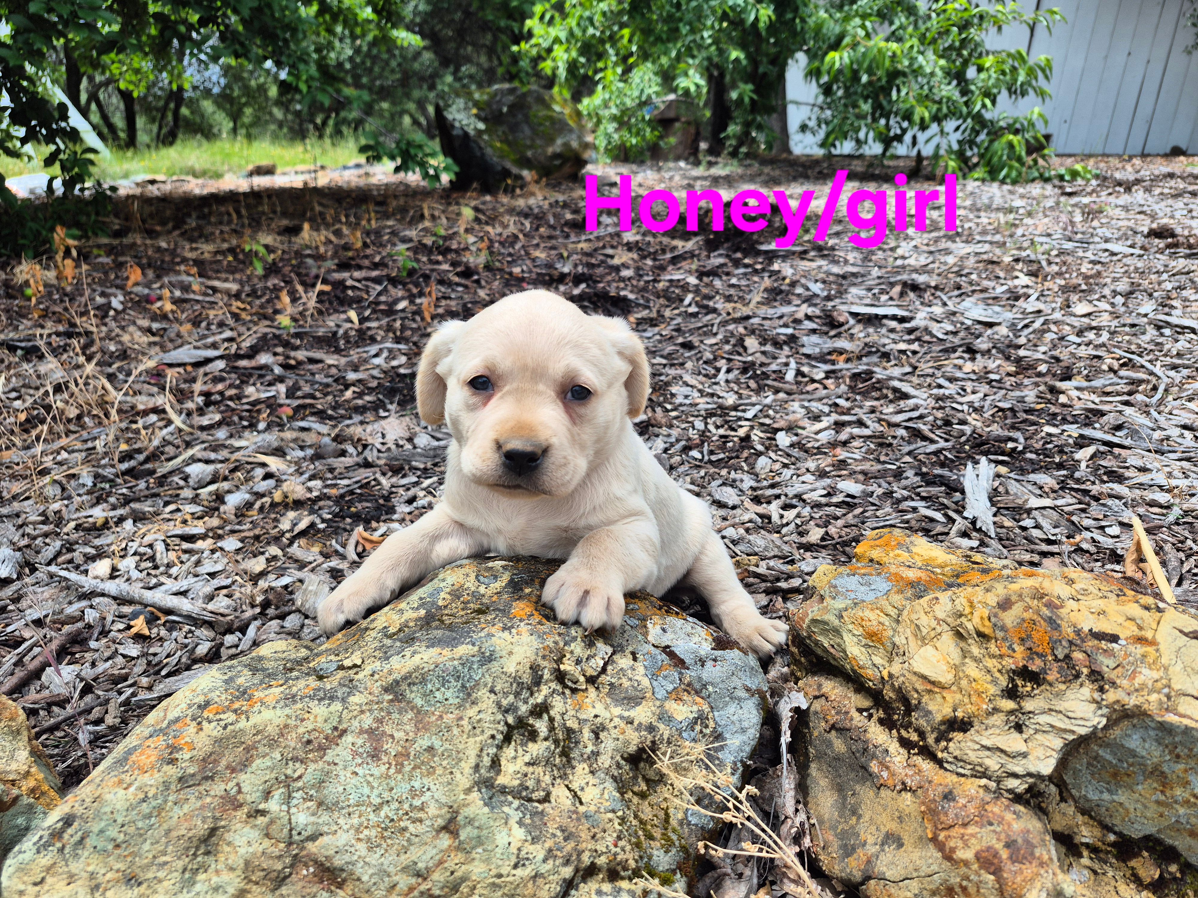 Honey – Labrador Retriever puppy for sale in Oroville, CA