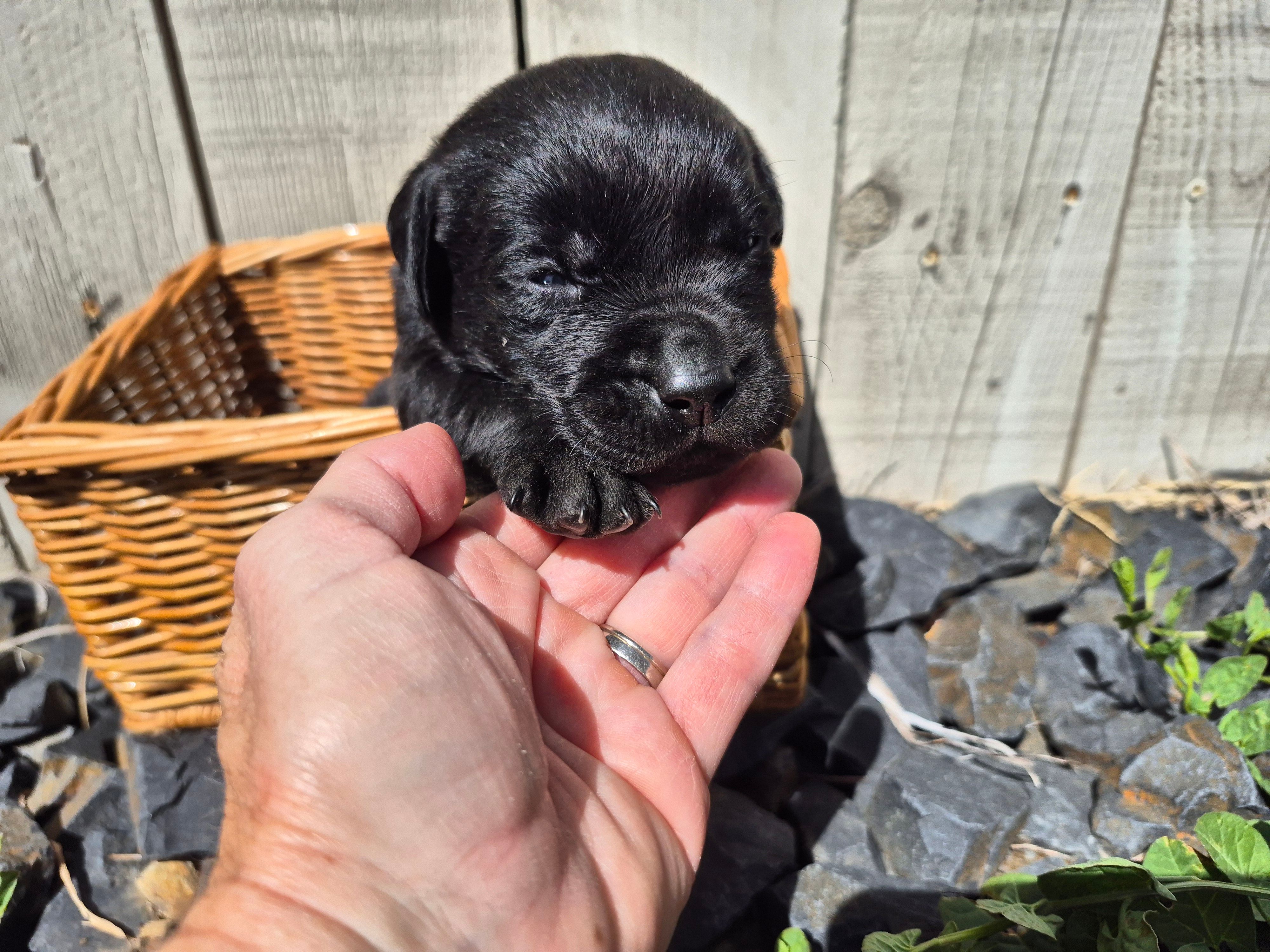Brownie – Labrador Retriever puppy for sale in Oroville, CA