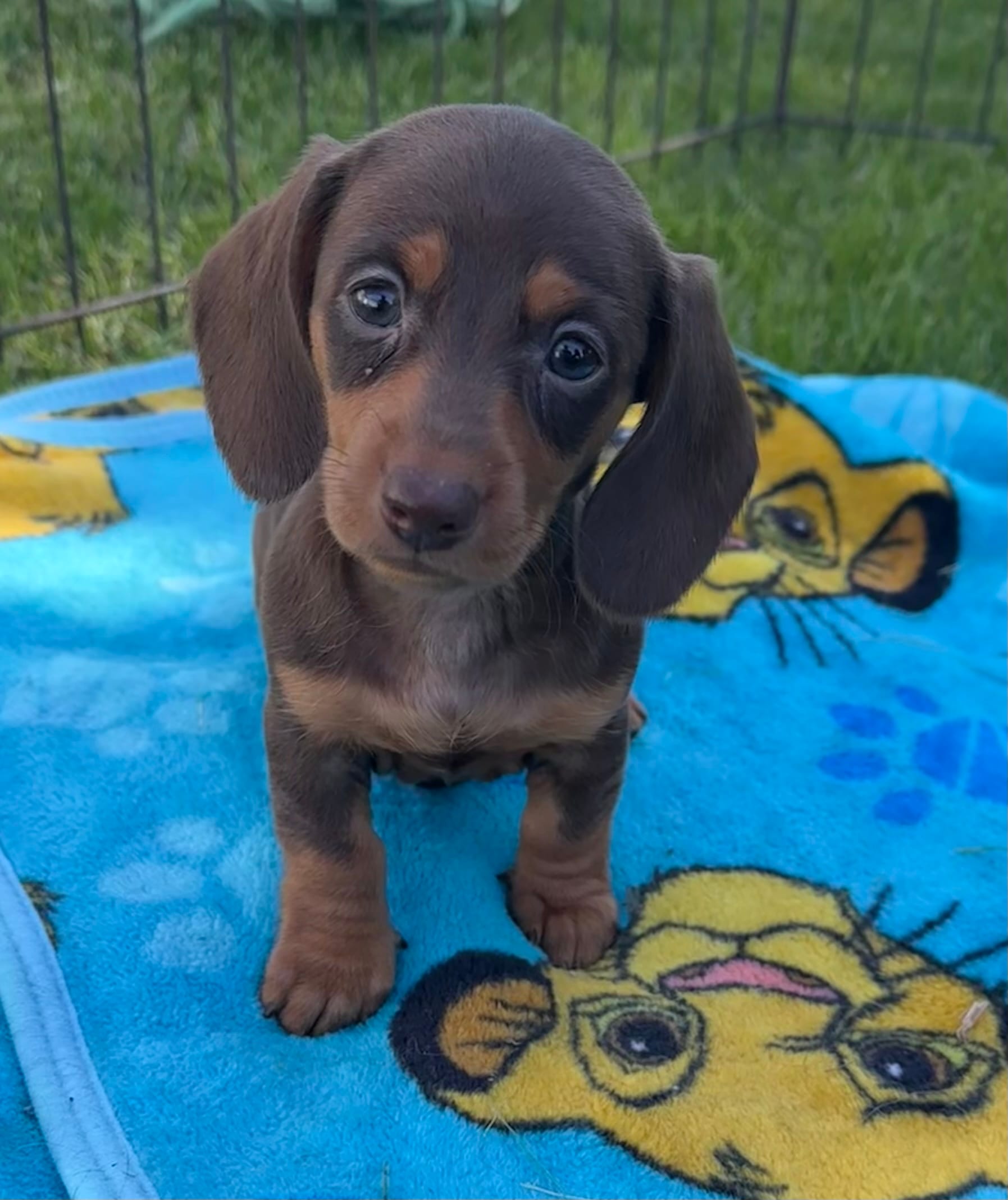 Dove – Miniature Dachshund puppy for sale in Brodhead, WI