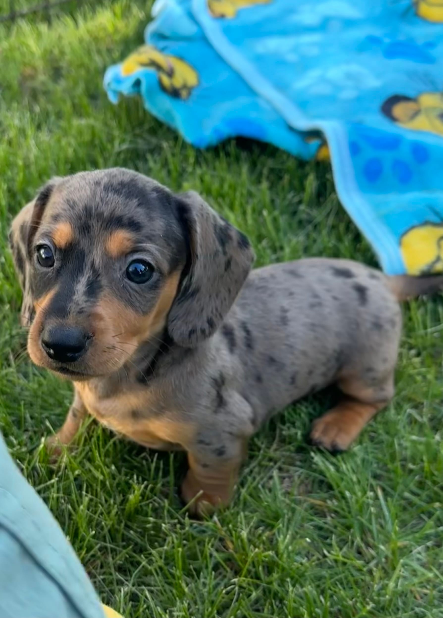 Starry – Miniature Dachshund puppy for sale in Brodhead, WI