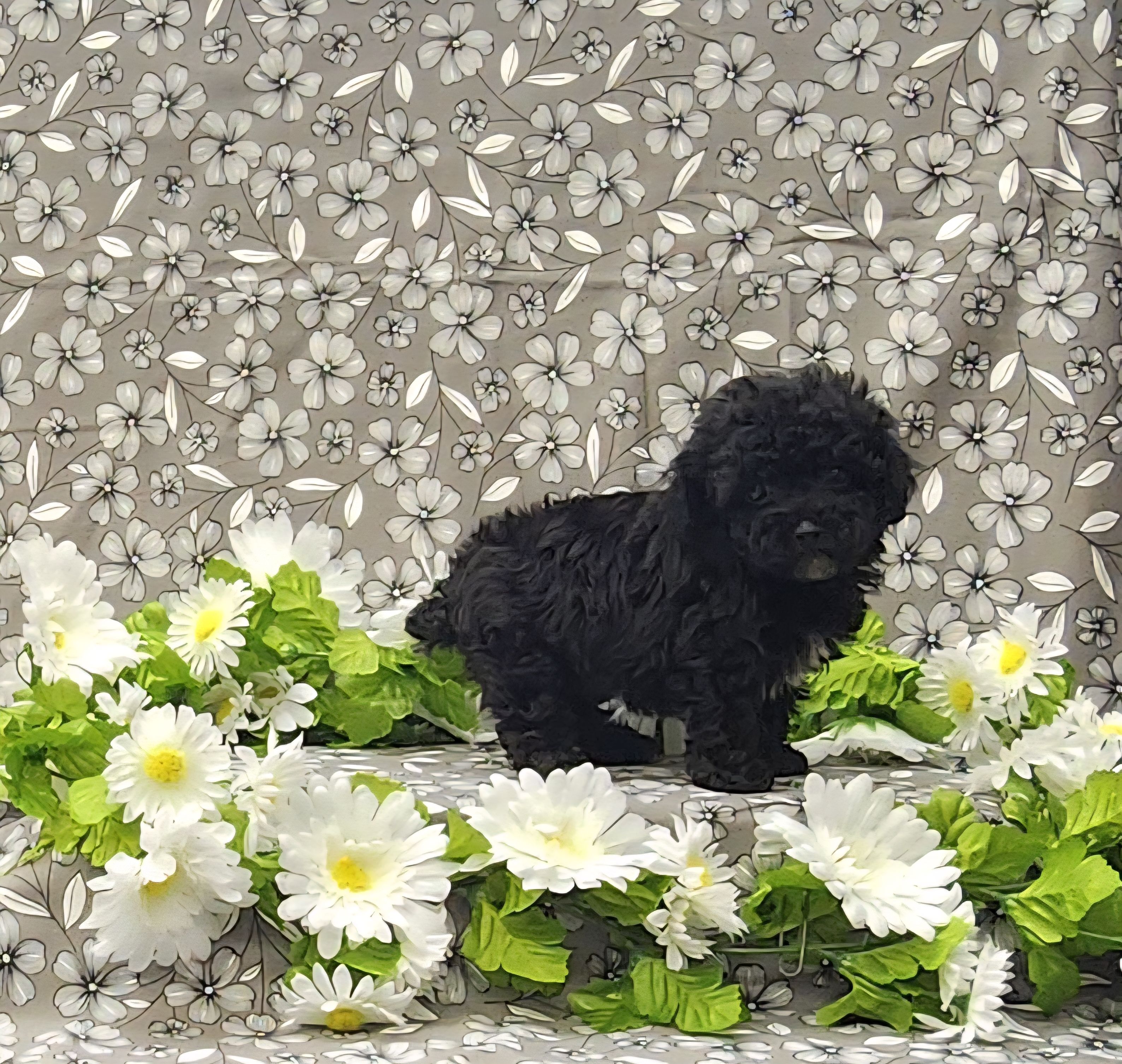 Blossom, a female Poodle - Toy  for sale in Bay Minette, AL – Photo 3 of 3